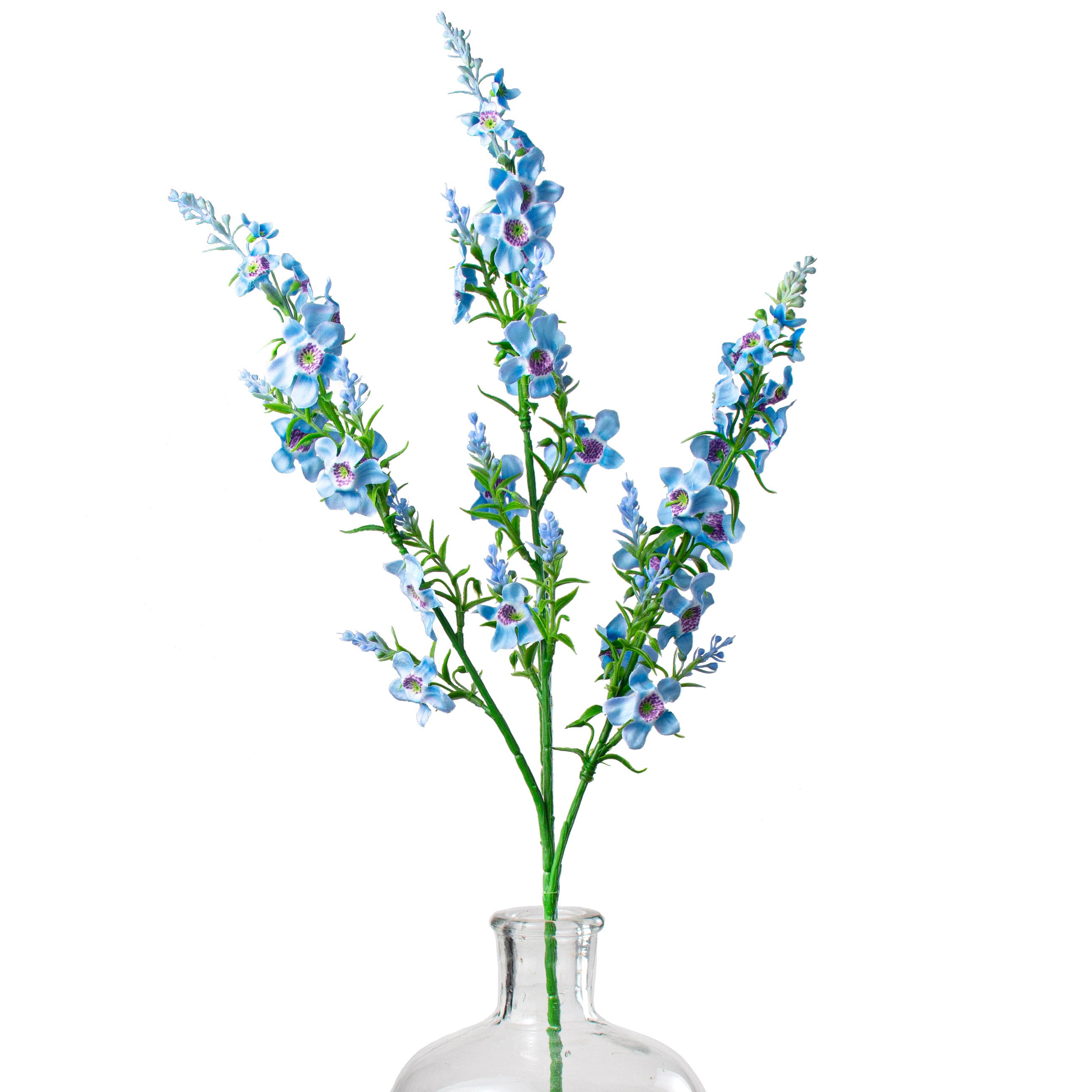 29" Genista Sweet Broom Stem: Blue Item Number: 147632