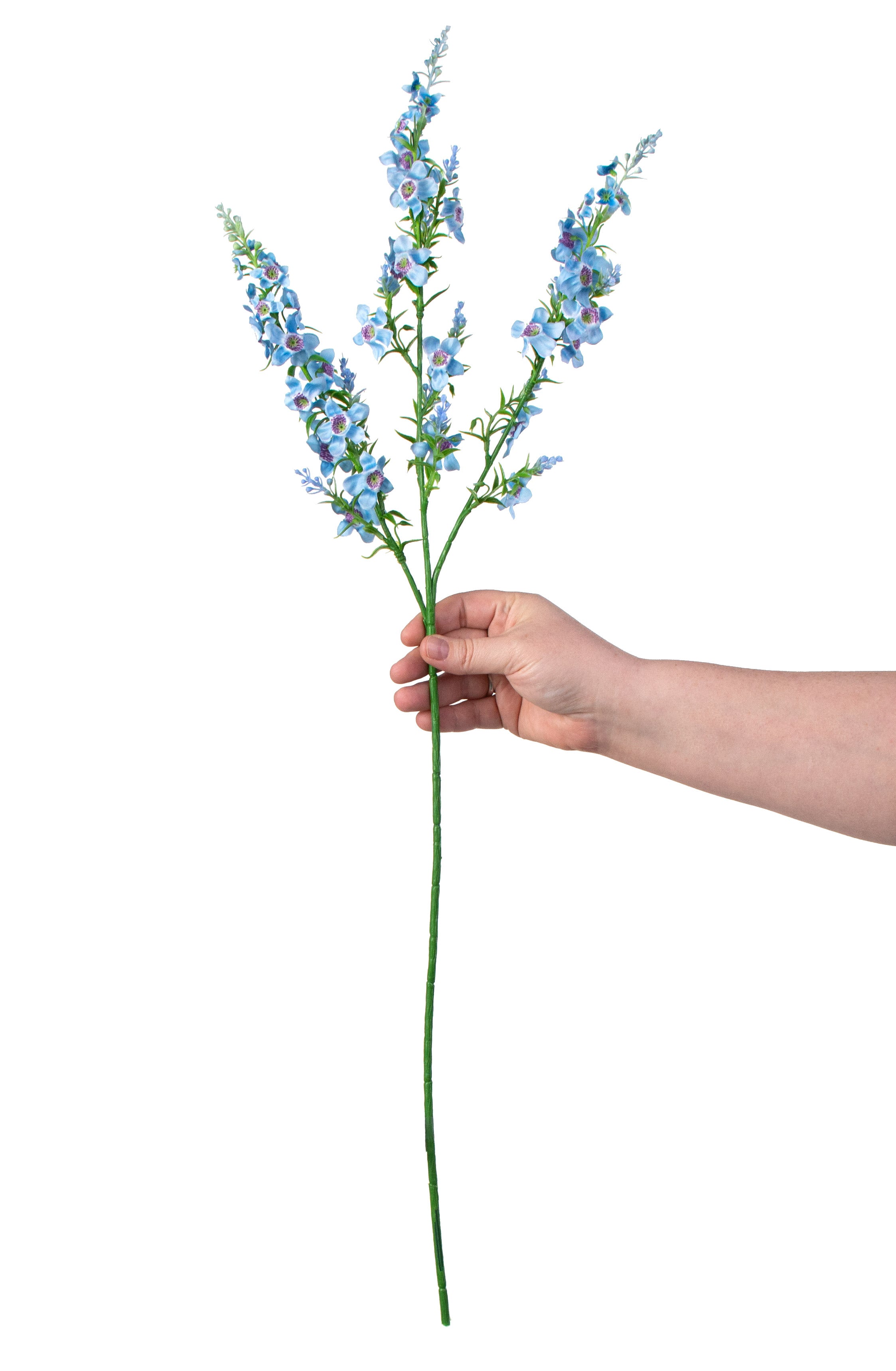 29" Genista Sweet Broom Stem: Blue detail photo 3
