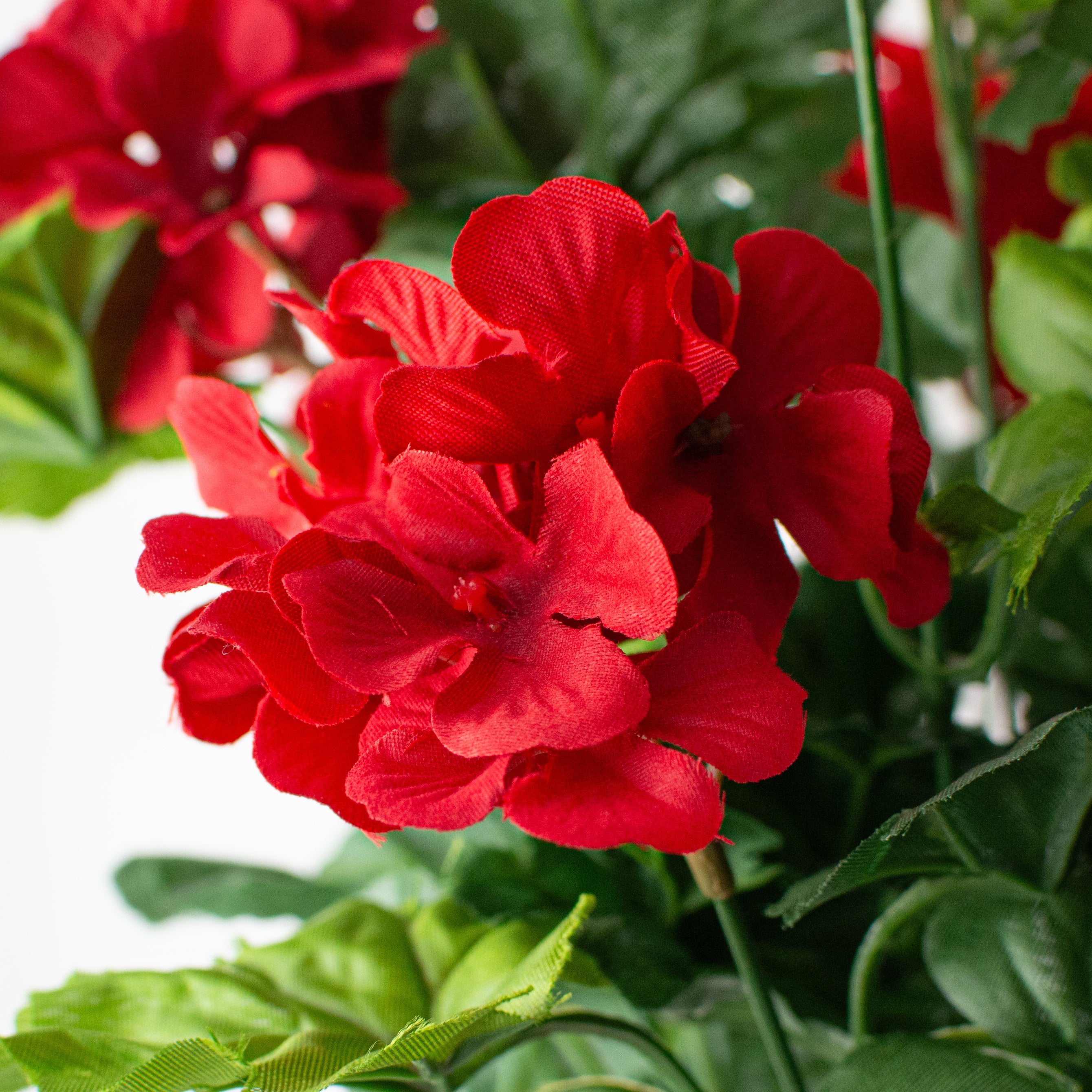 19" Geranium Bush: Red detail photo 4