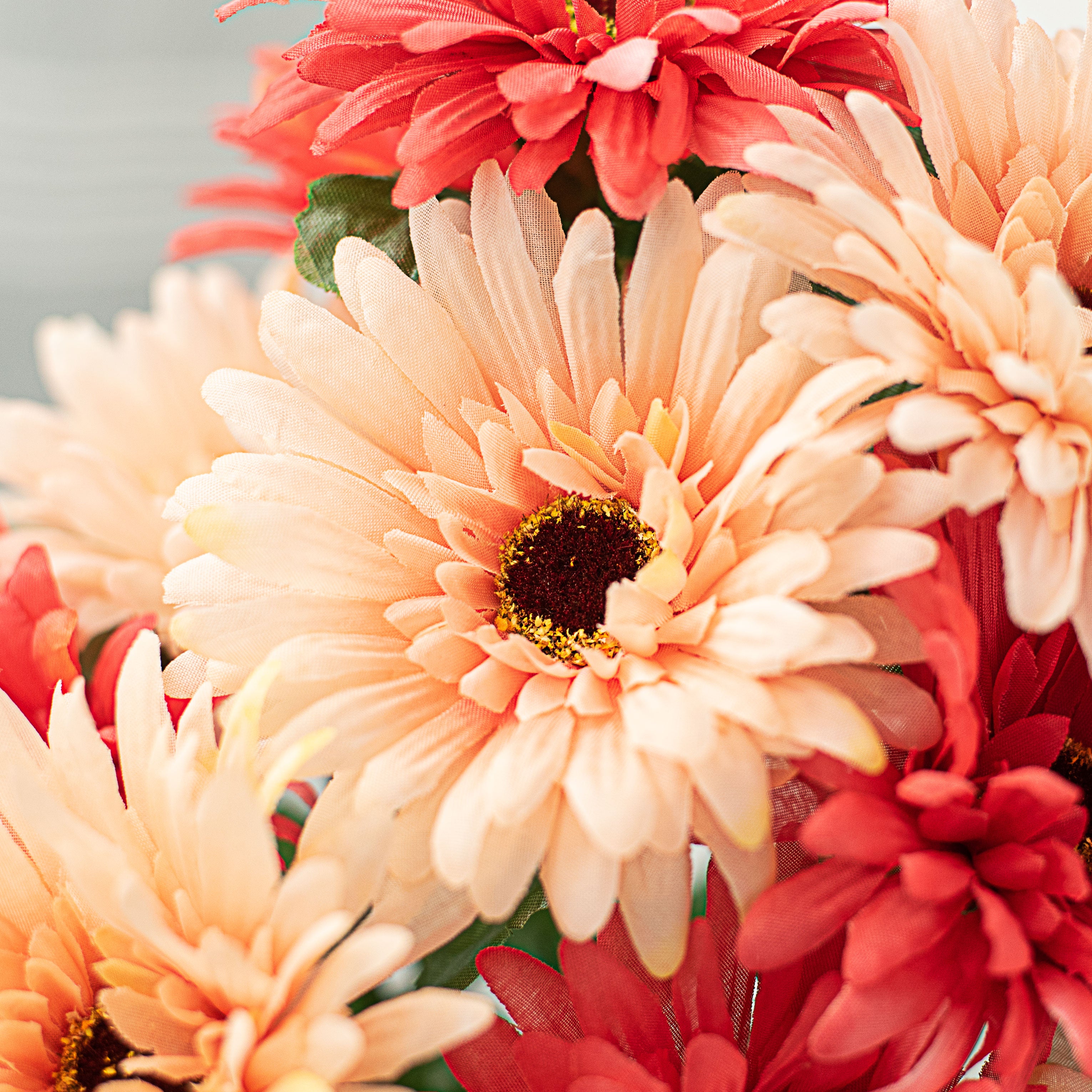 18" Gerbera Daisy Bush: Coral (12 Stem) Lifestyle Photo