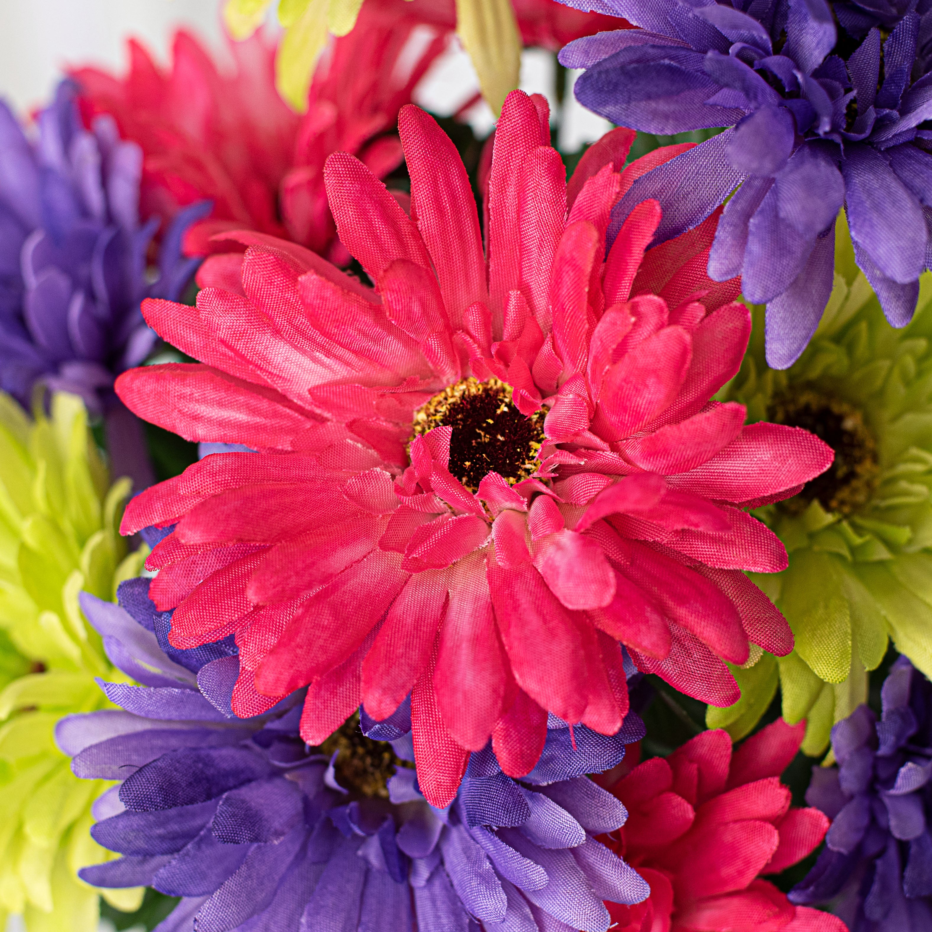 Daisy ꔛ‬ෆ LandscapeHub | Plant information for Amazing Daisies Daisy