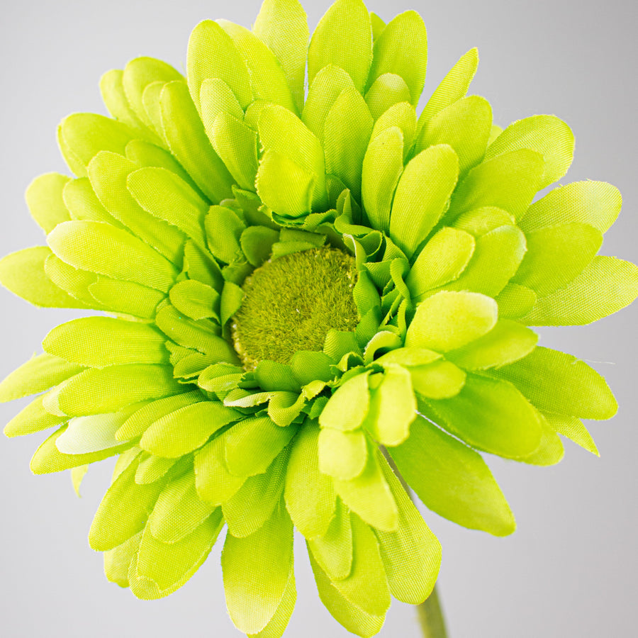 18" Gerbera Daisy Stem: Lime Green detail photo 3