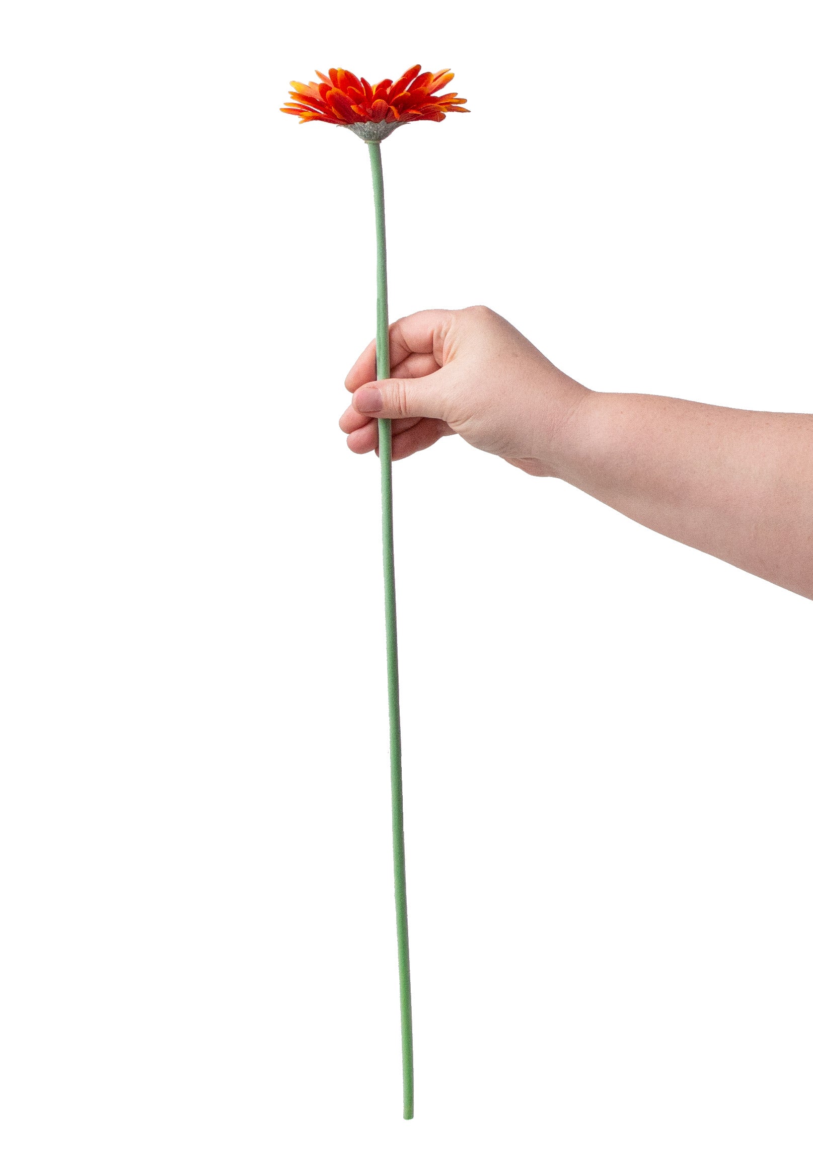 22" Gerbera Daisy Stem: Orange detail photo 3