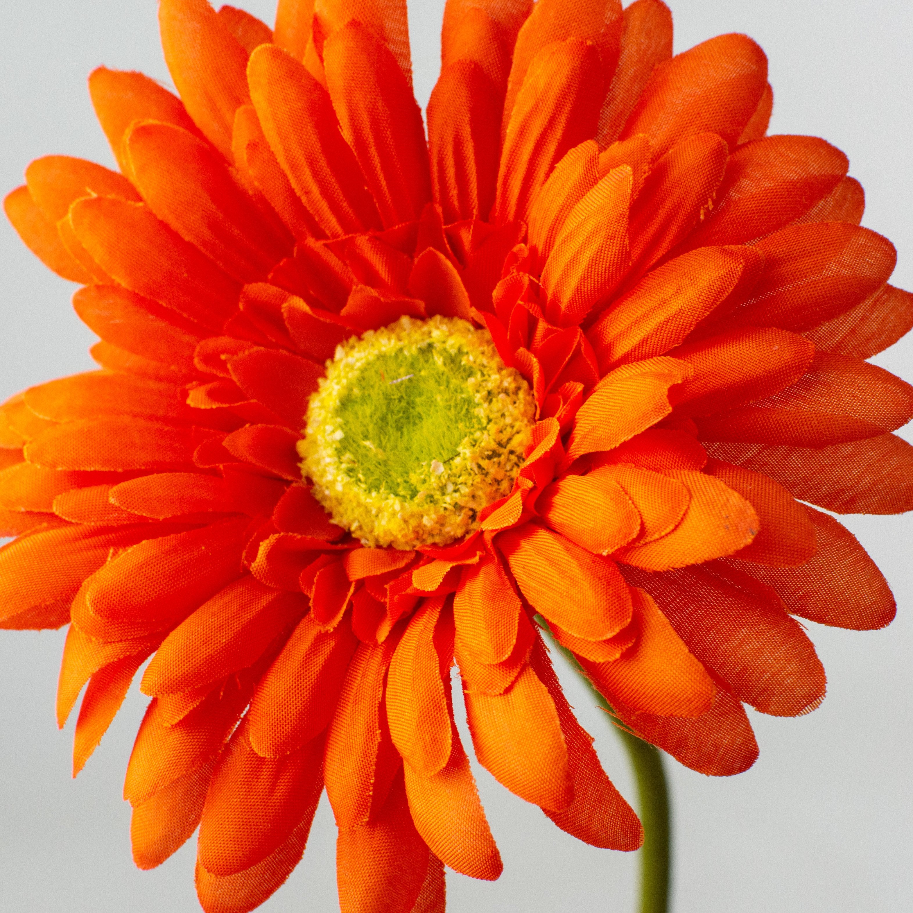 18" Gerbera Daisy Stem: Orange detail photo 3