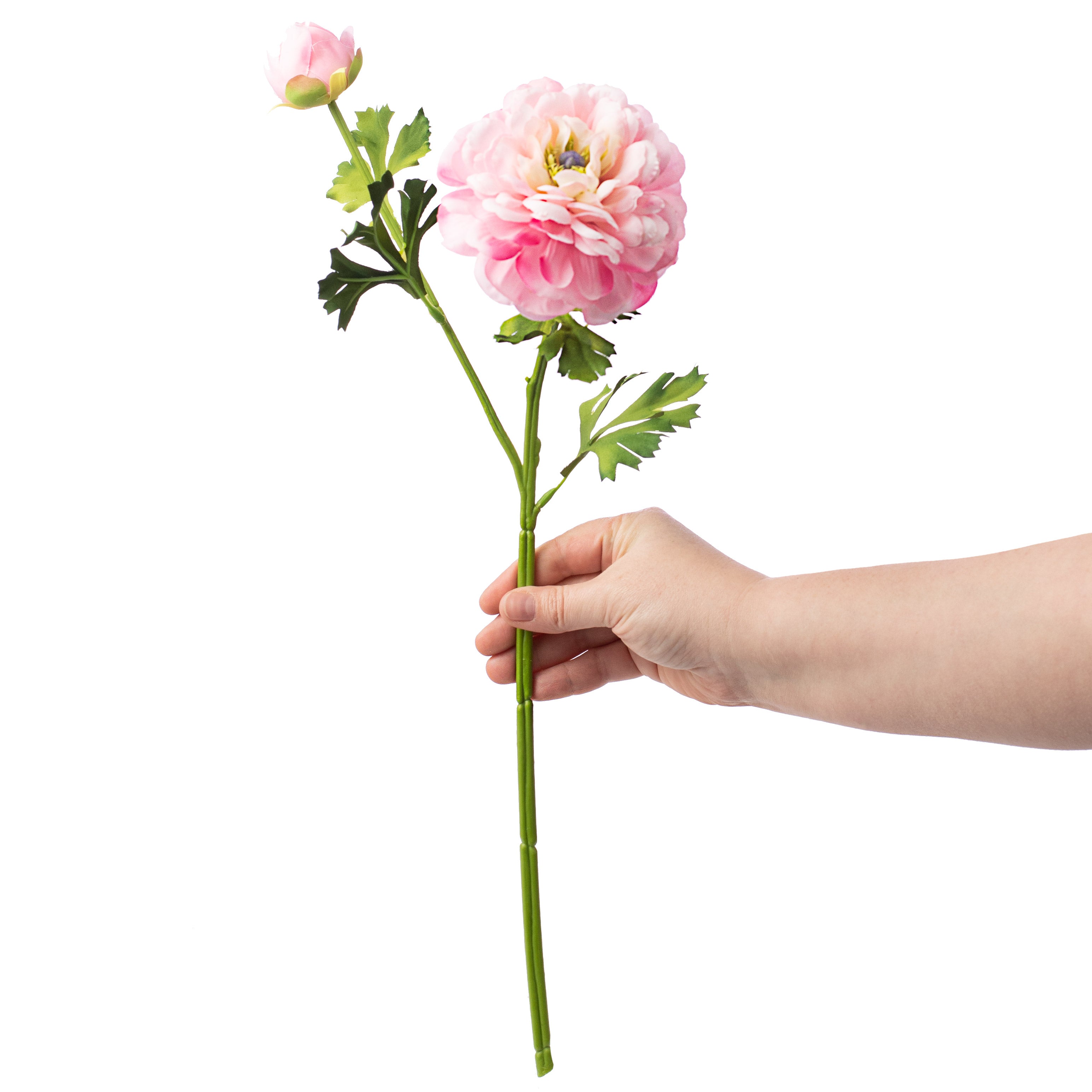 20" German Ranunculus Spray: Pink Lifestyle Photo
