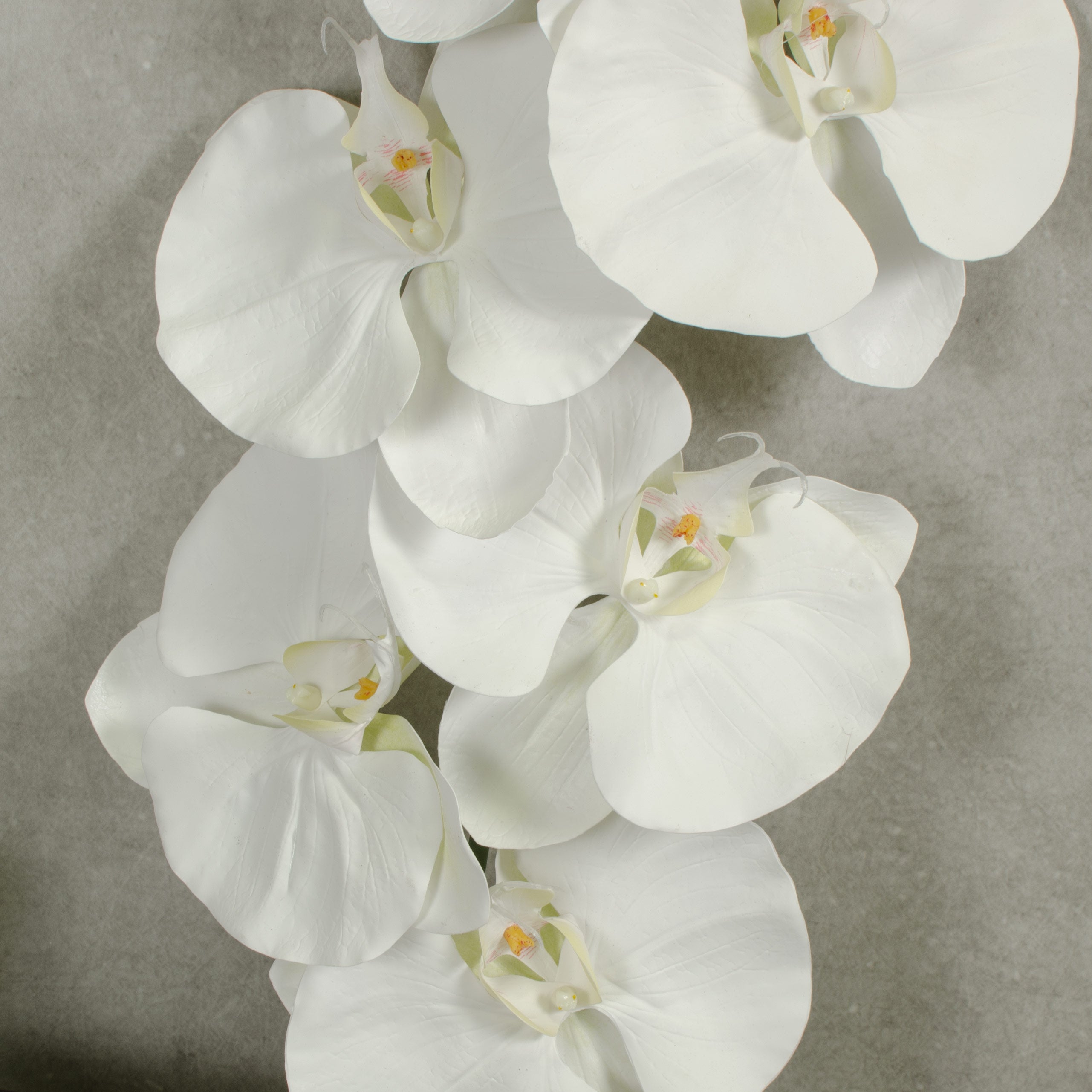 60" Giant Phalaenopsis Orchid Branch: White detail photo 3
