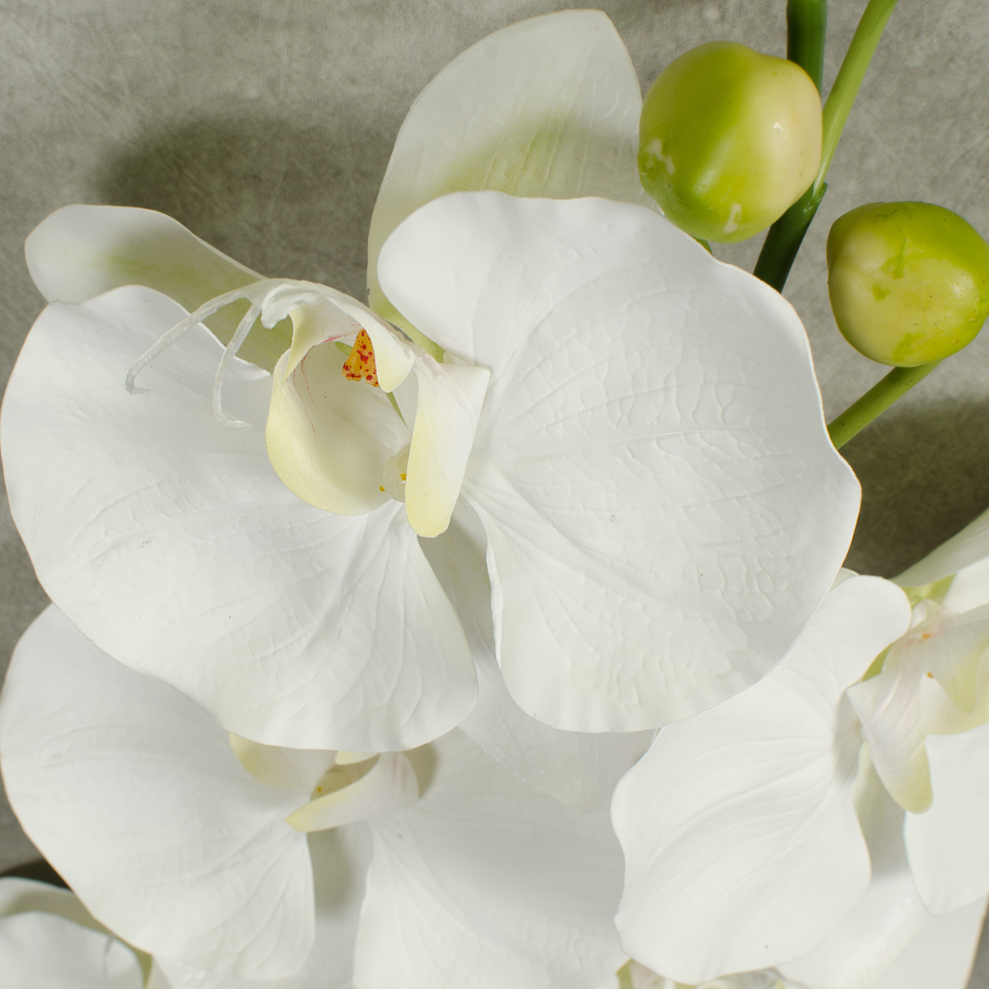 60" Giant Phalaenopsis Orchid Branch: White detail photo 4
