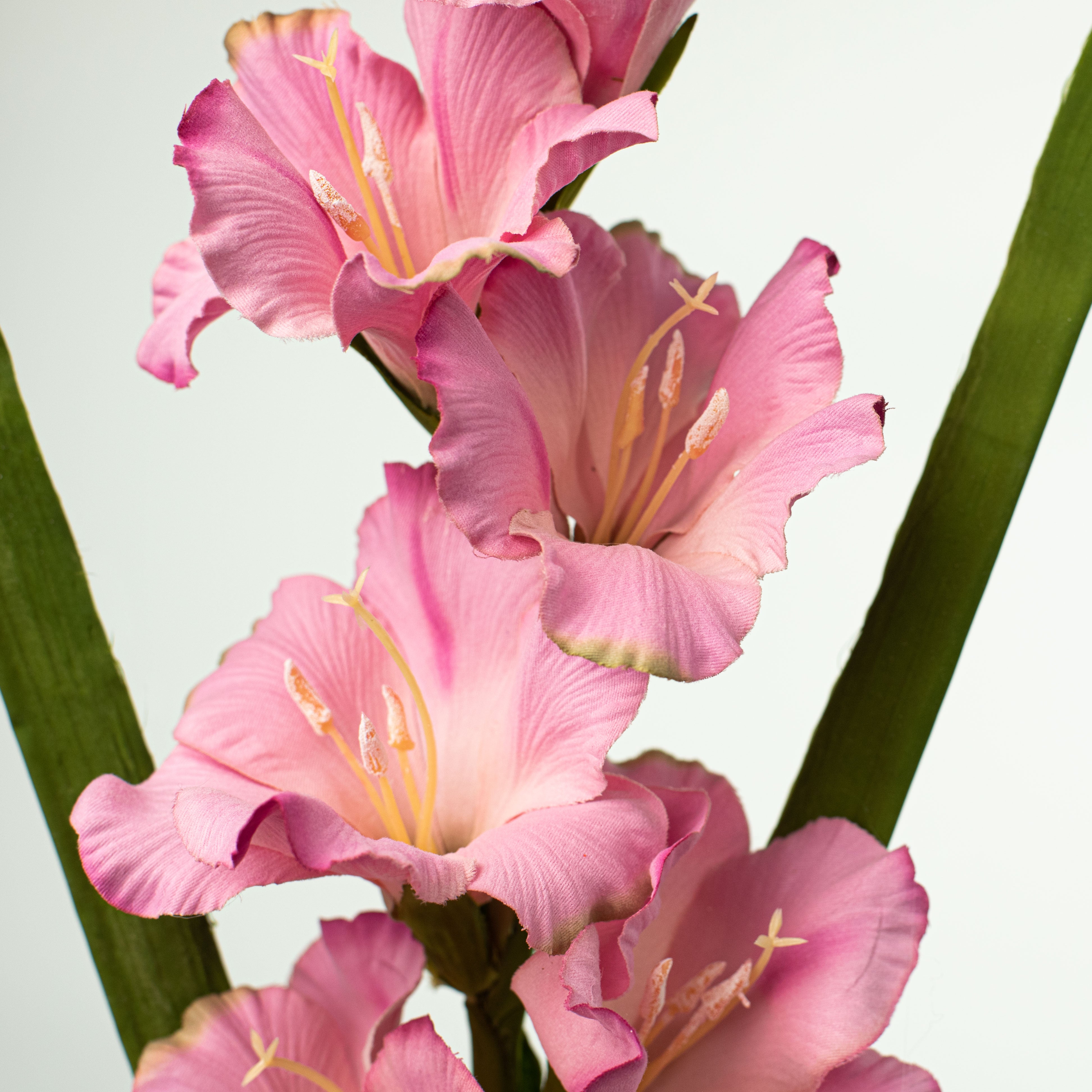 36" Gladiola Stem: Pink Lifestyle Photo