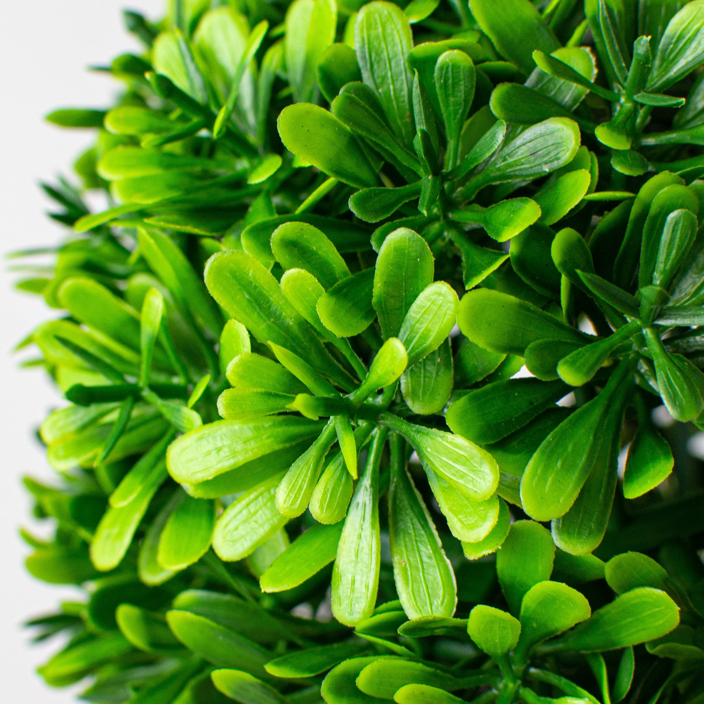 5" Green Boxwood Ball detail photo 3