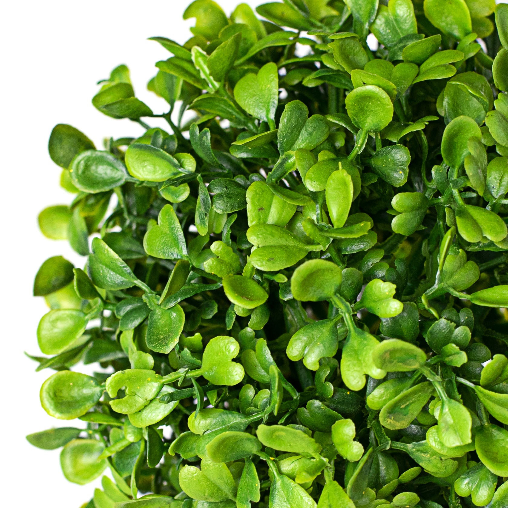 6" Green Boxwood Ball detail photo 3