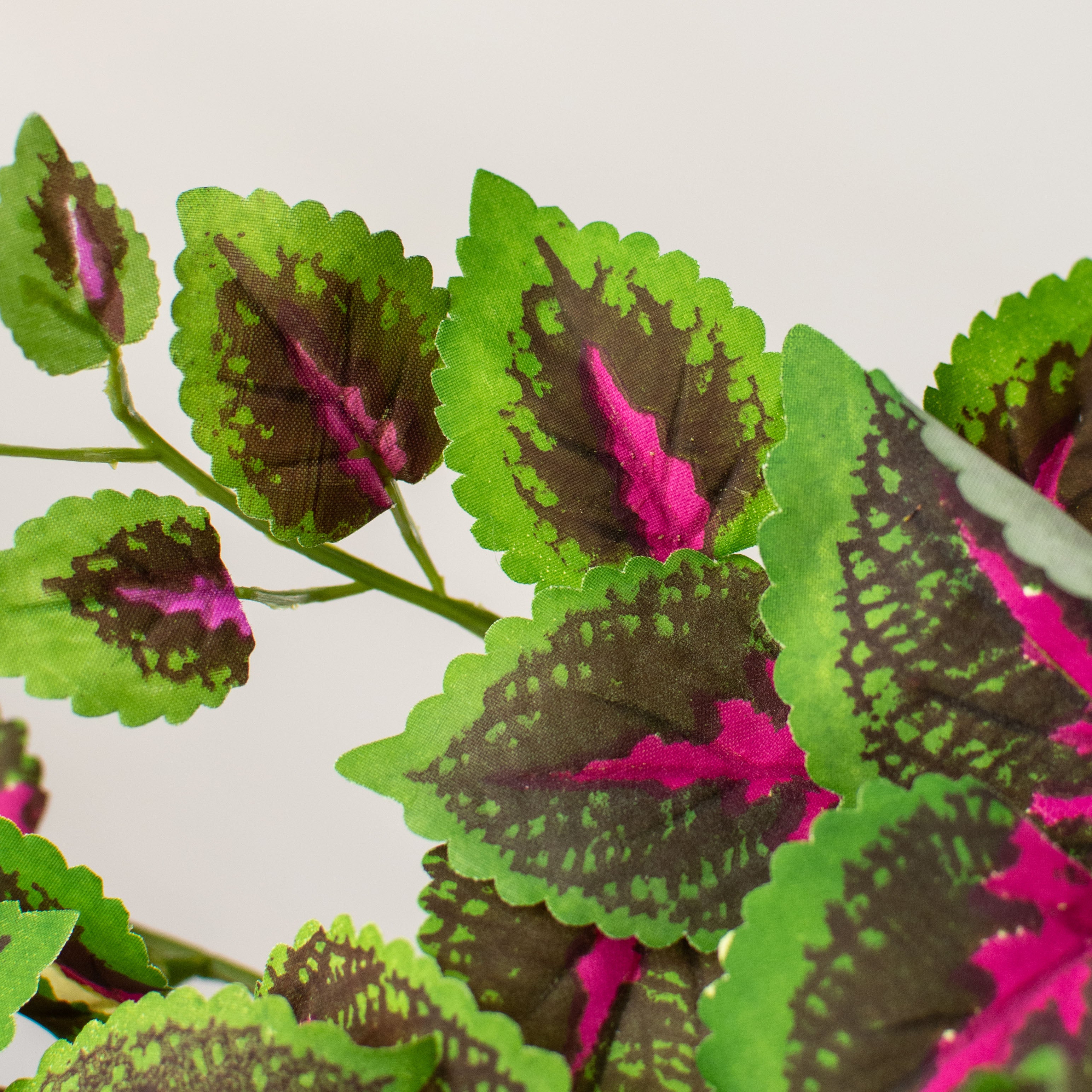 20" Green & Fuchsia Coleus Leaf Bush Lifestyle Photo
