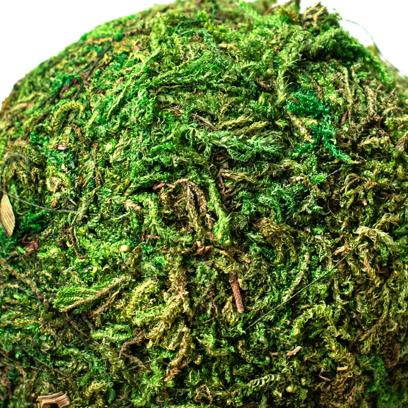 5" Green Moss Ball detail photo 3
