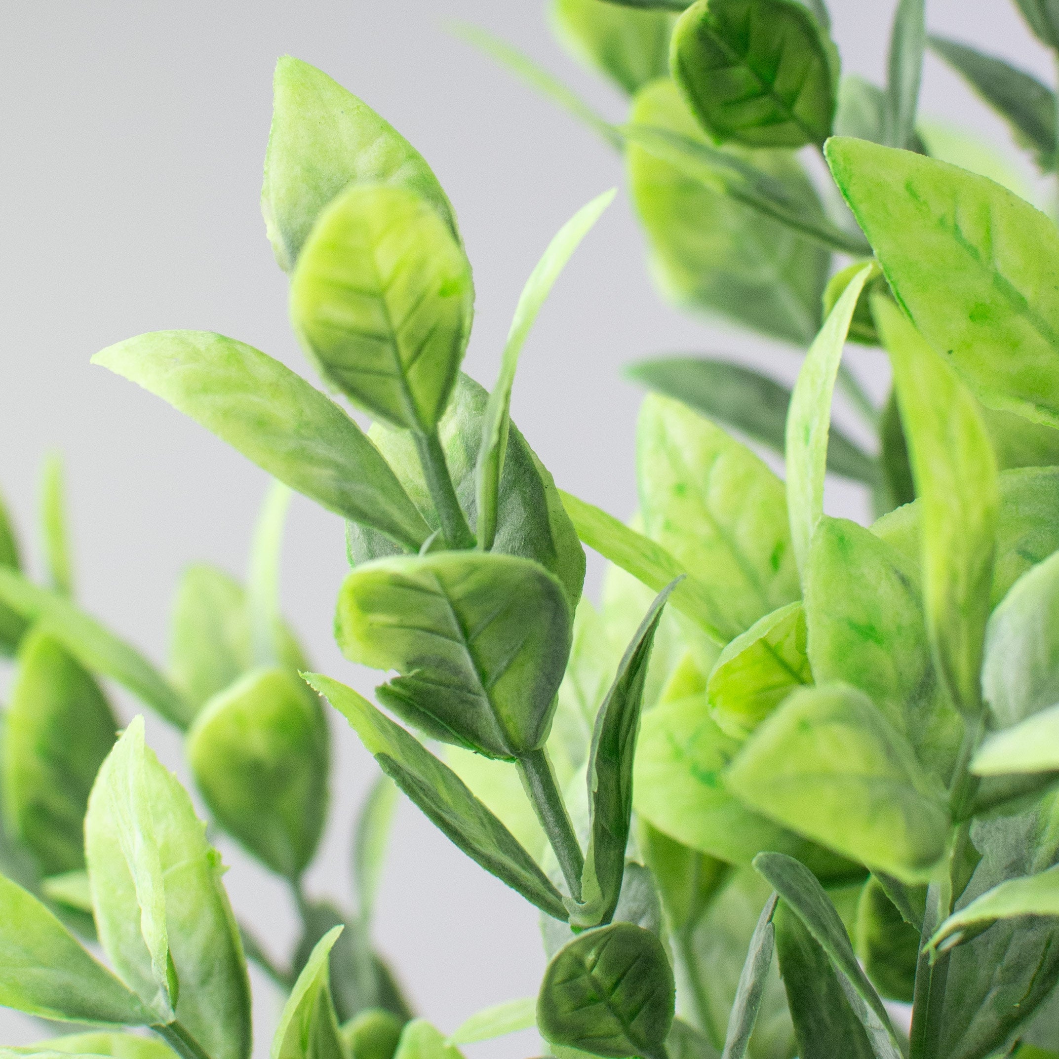 21" Green Ruscus Bush Lifestyle Photo
