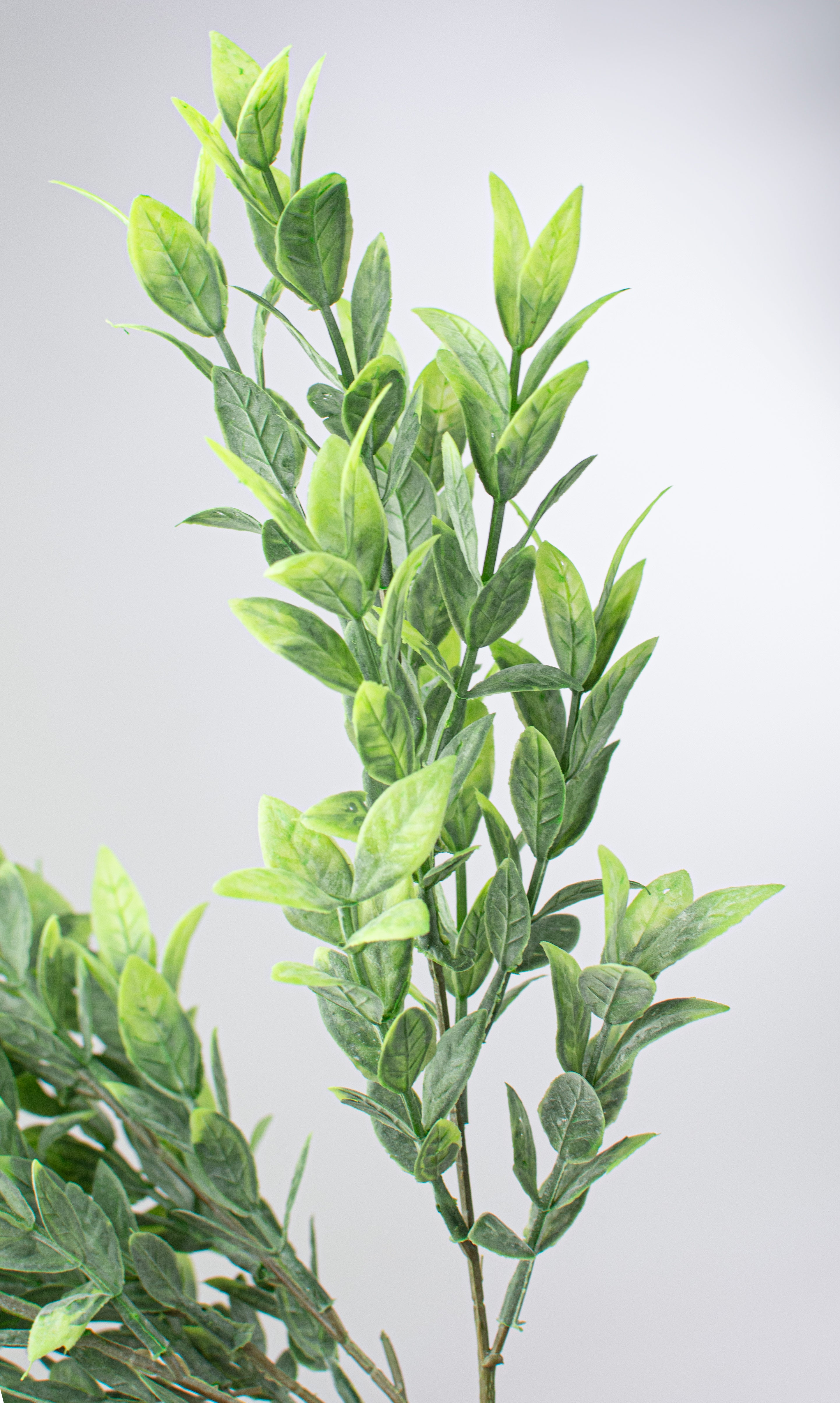 21" Green Ruscus Bush detail photo 4