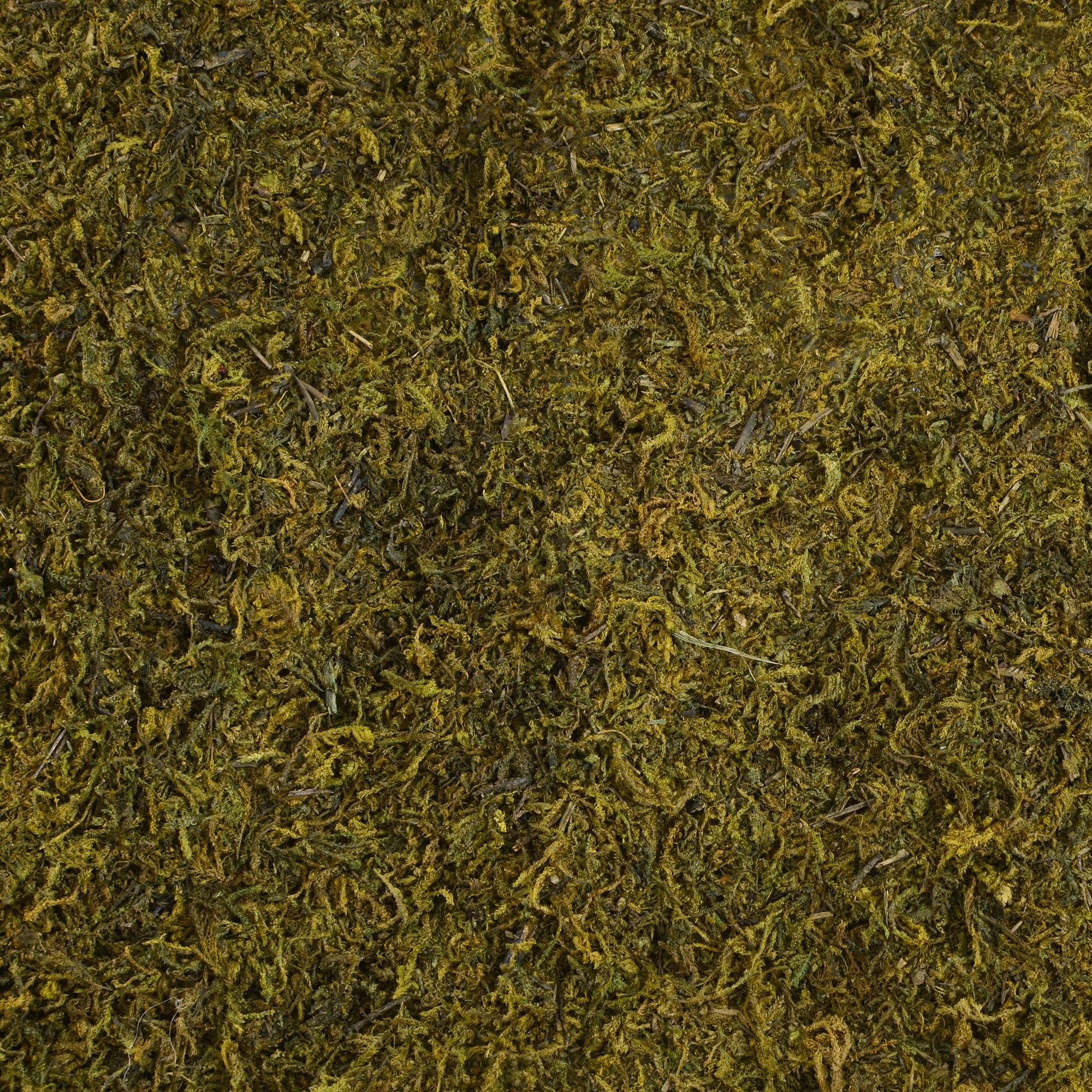 20" Green Sheet Moss Roll: 48" Lifestyle Photo