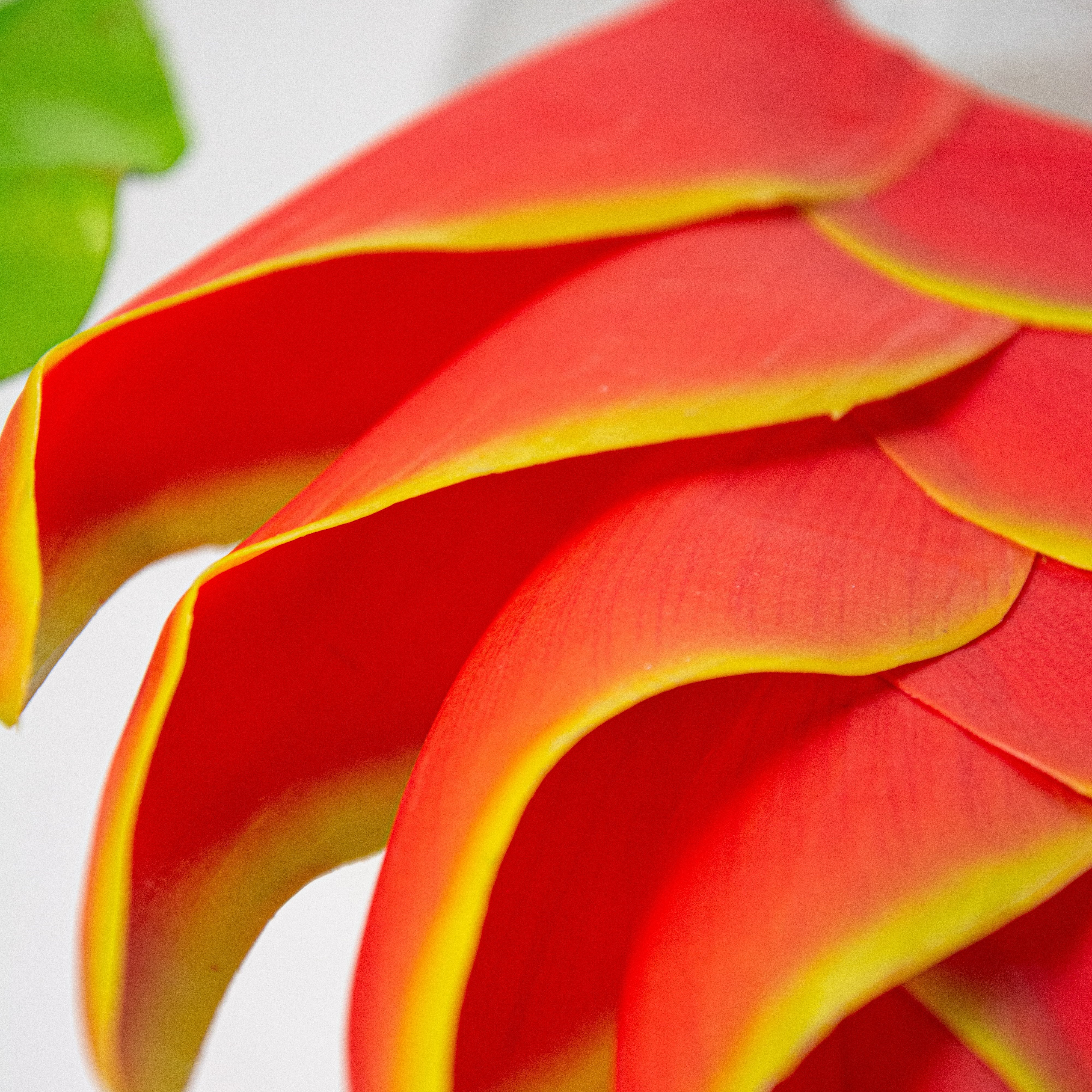 37" Heliconia Lobster Claw Flower: Yellow & Orange Lifestyle Photo