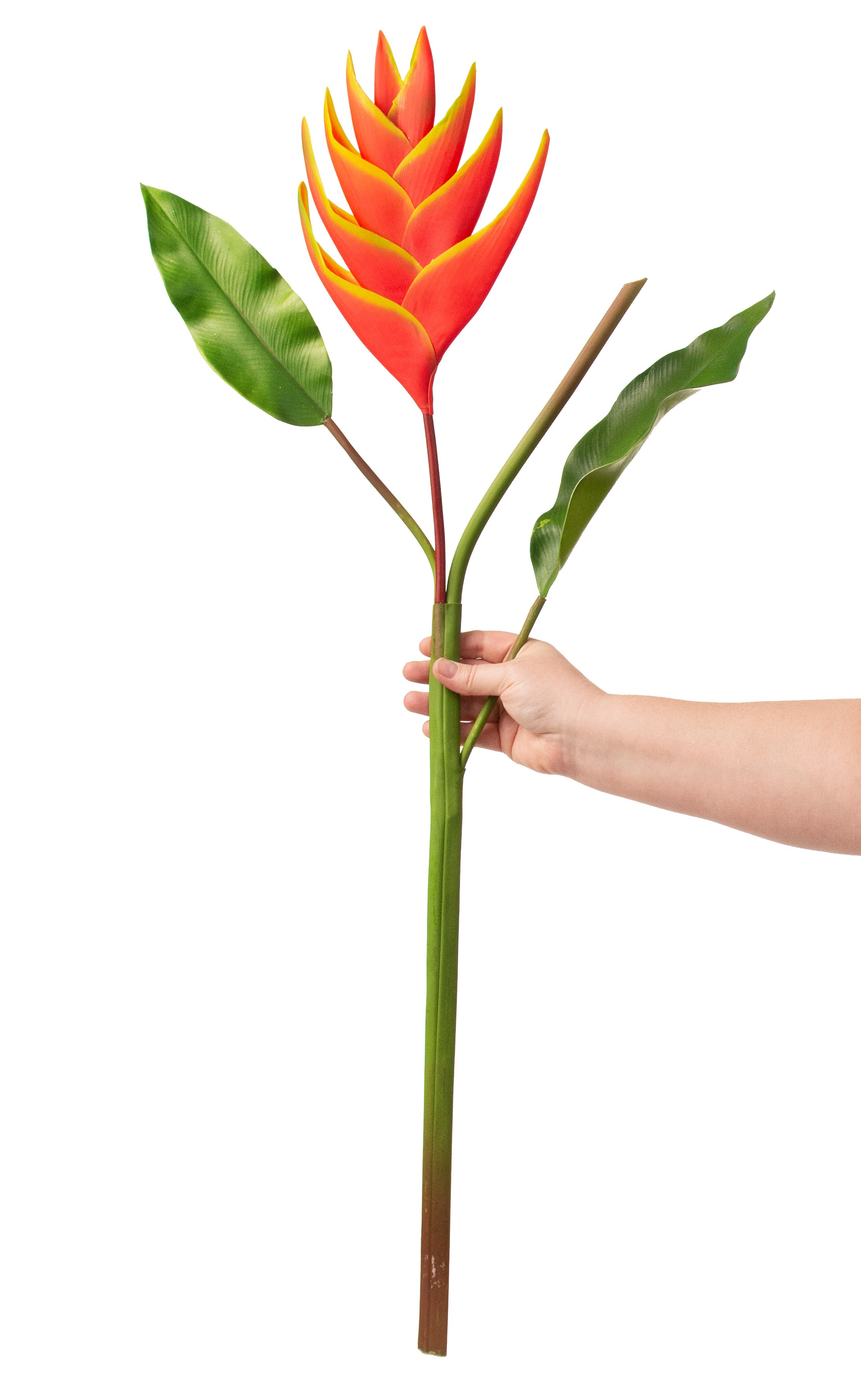 37" Heliconia Lobster Claw Flower: Yellow & Orange detail photo 3