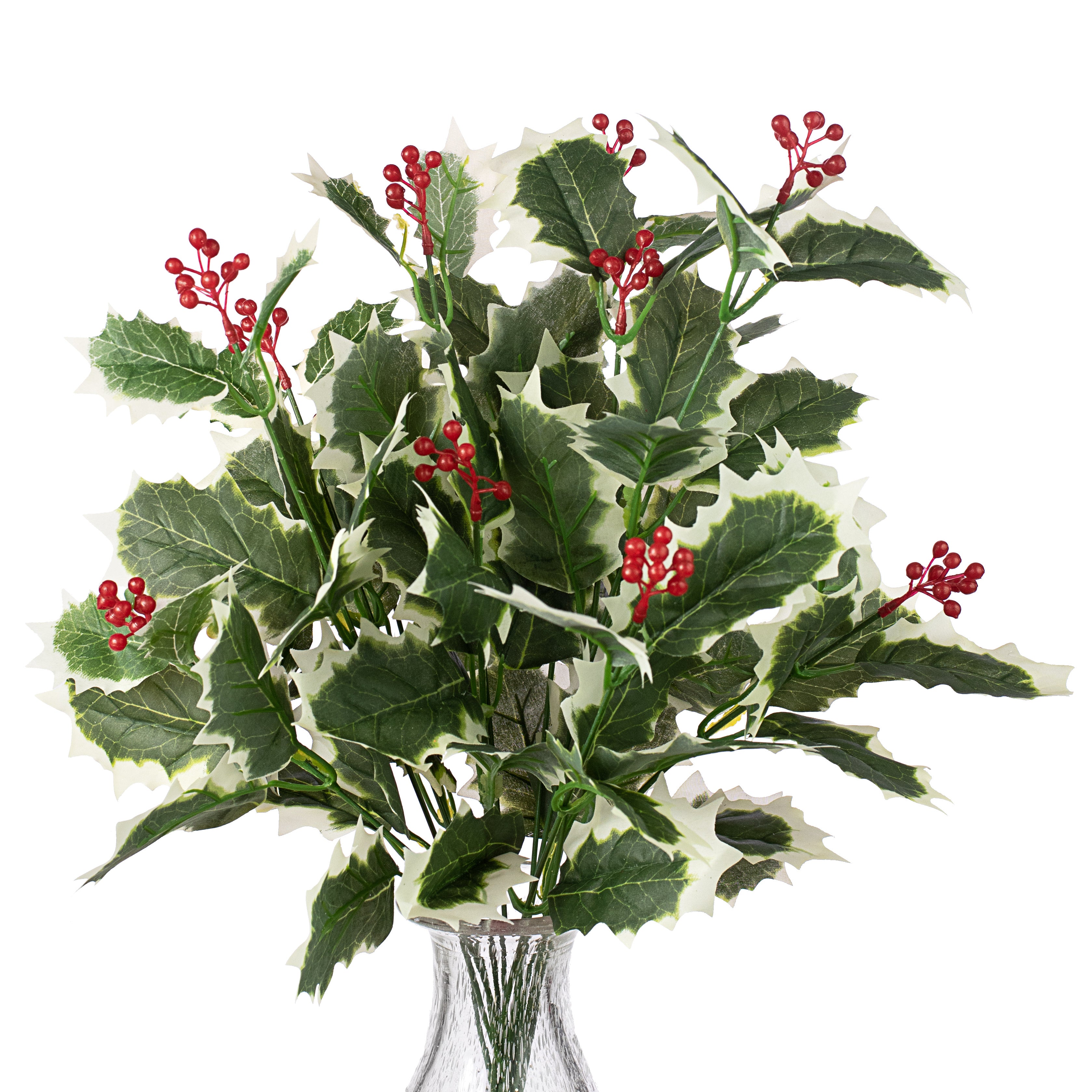 Holly Berry Bush: Variegated (12) Item Number: 80114VAGN