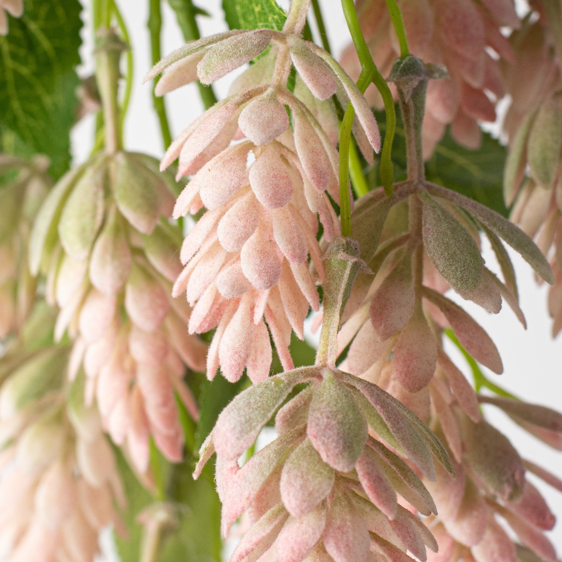 19'' Hops Hanging Spray: Pink Lifestyle Photo