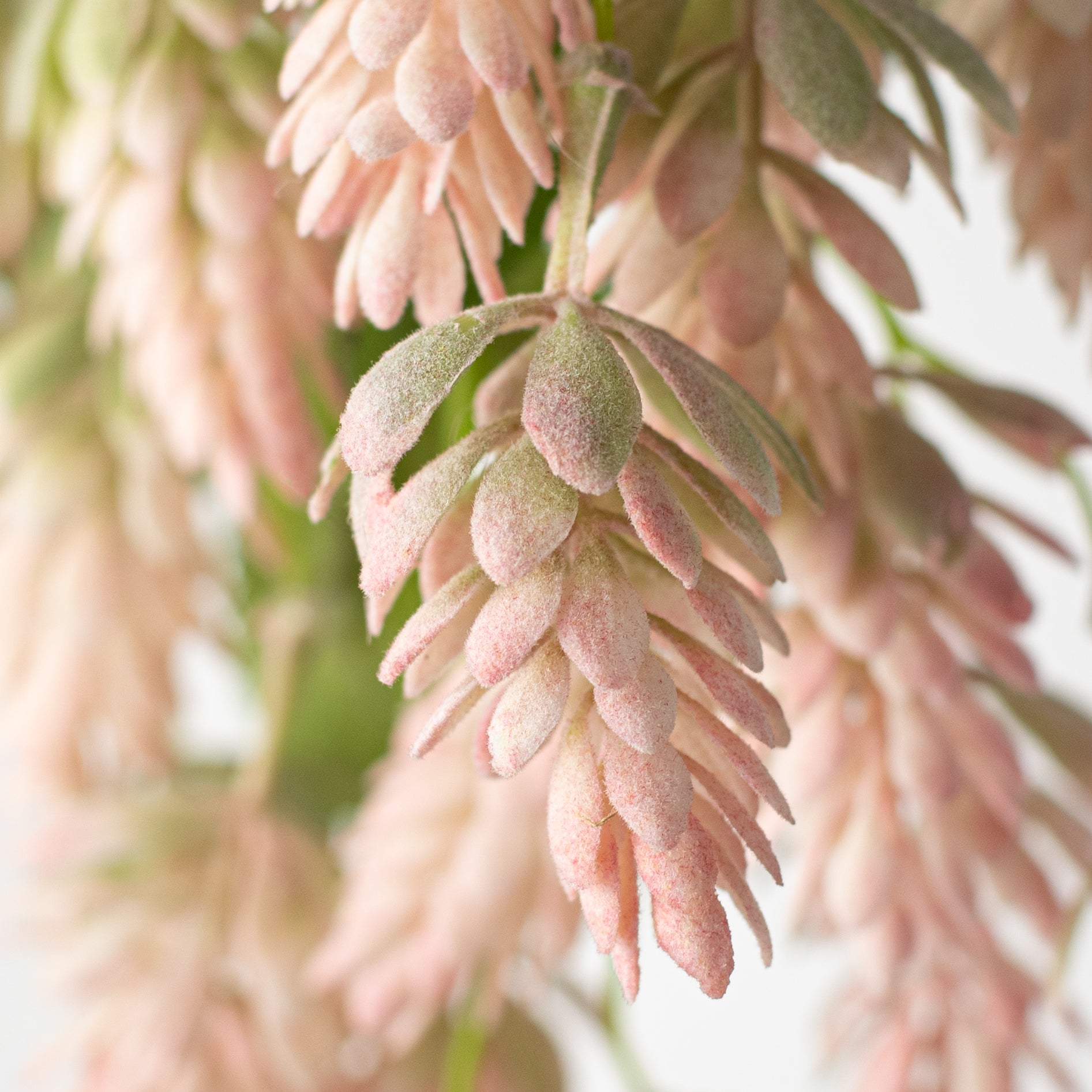 19'' Hops Hanging Spray: Pink detail photo 5