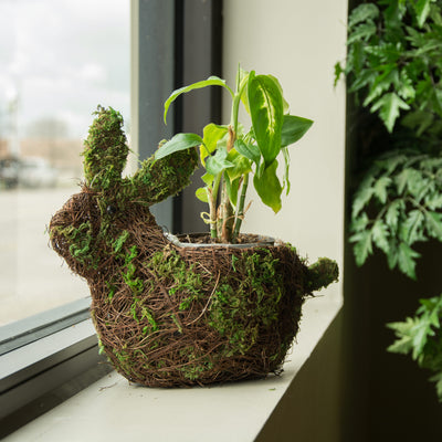 9" Mossy Vine Rabbit Planter