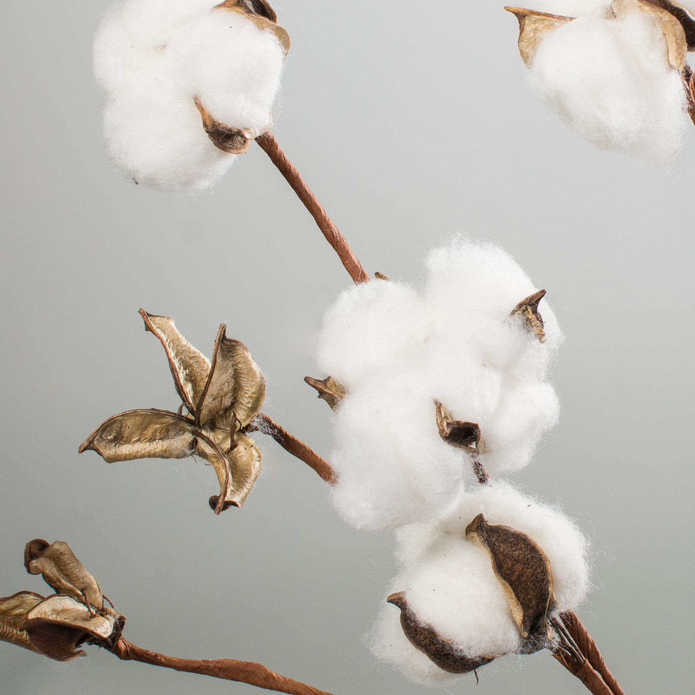 31" Cotton Boll Spray