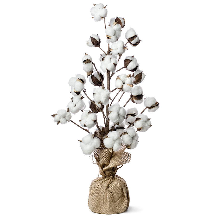 24" Cotton Tree With Burlap Base