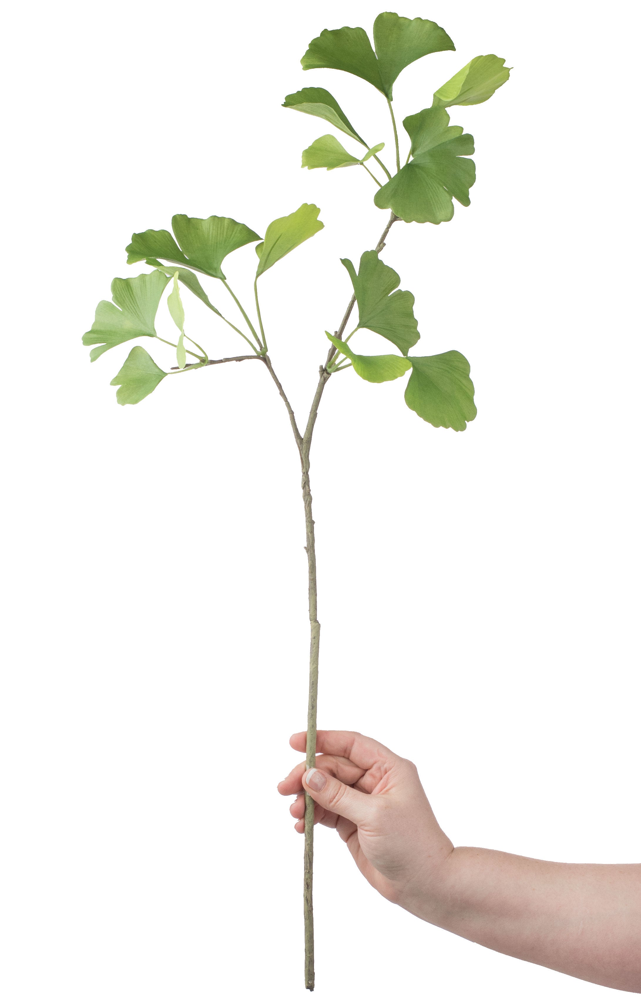 26" Ginkgo Leaf Spray