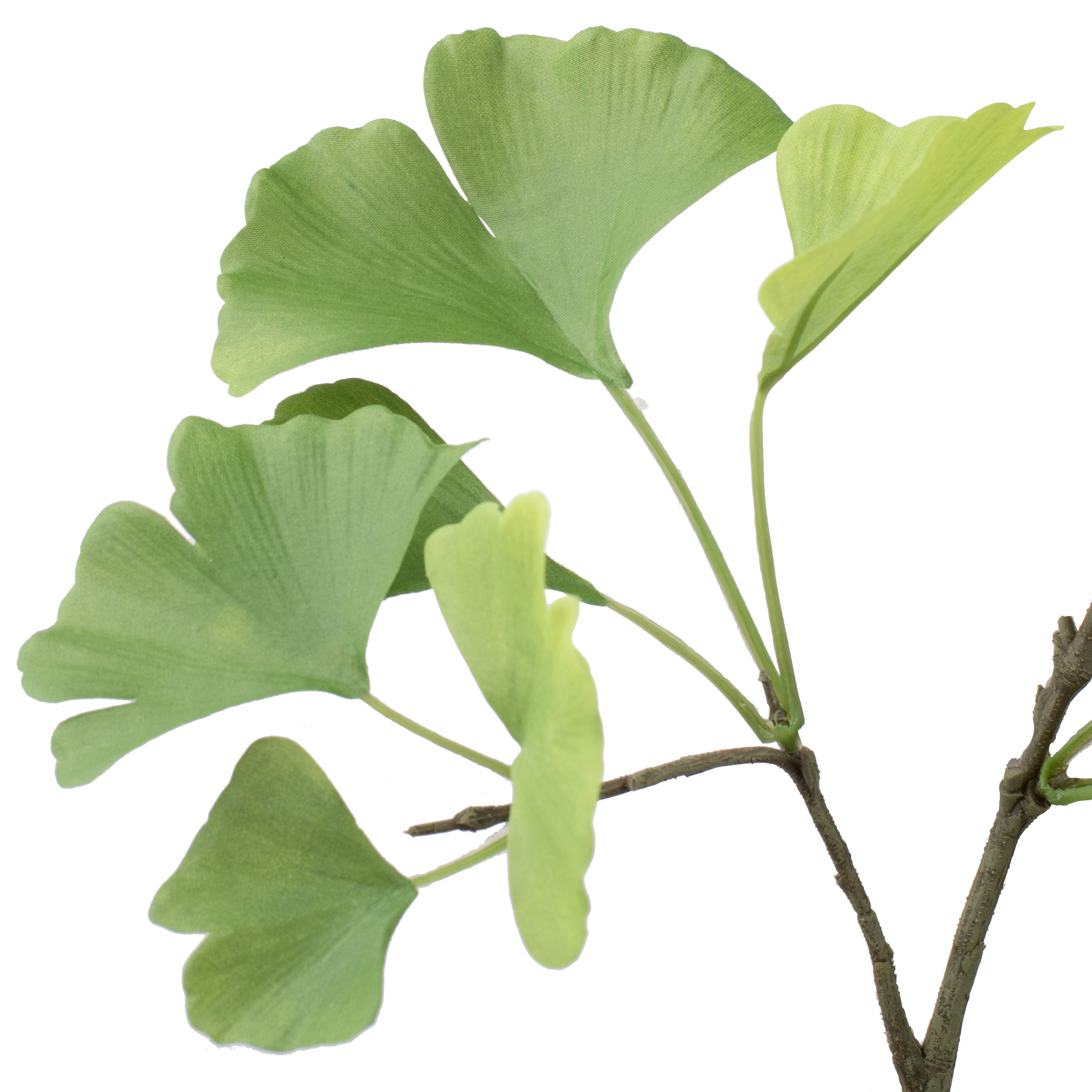 26" Ginkgo Leaf Spray