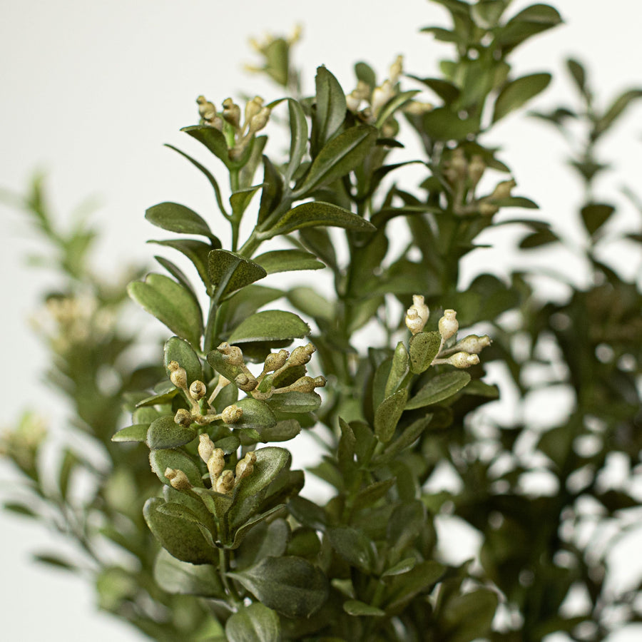 17" Mini Boxwood Bush
