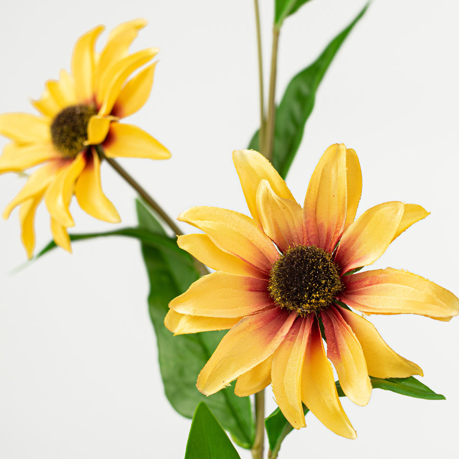 32" Black Eye Susan