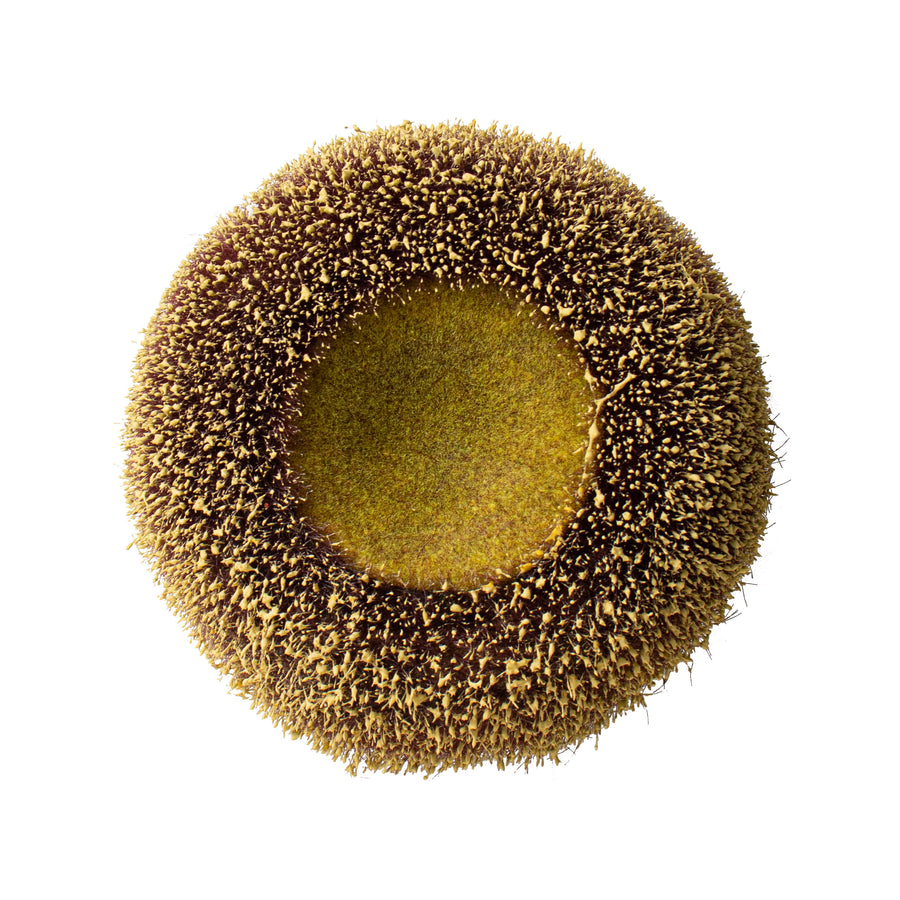 6.5" Sunflower Center: Natural