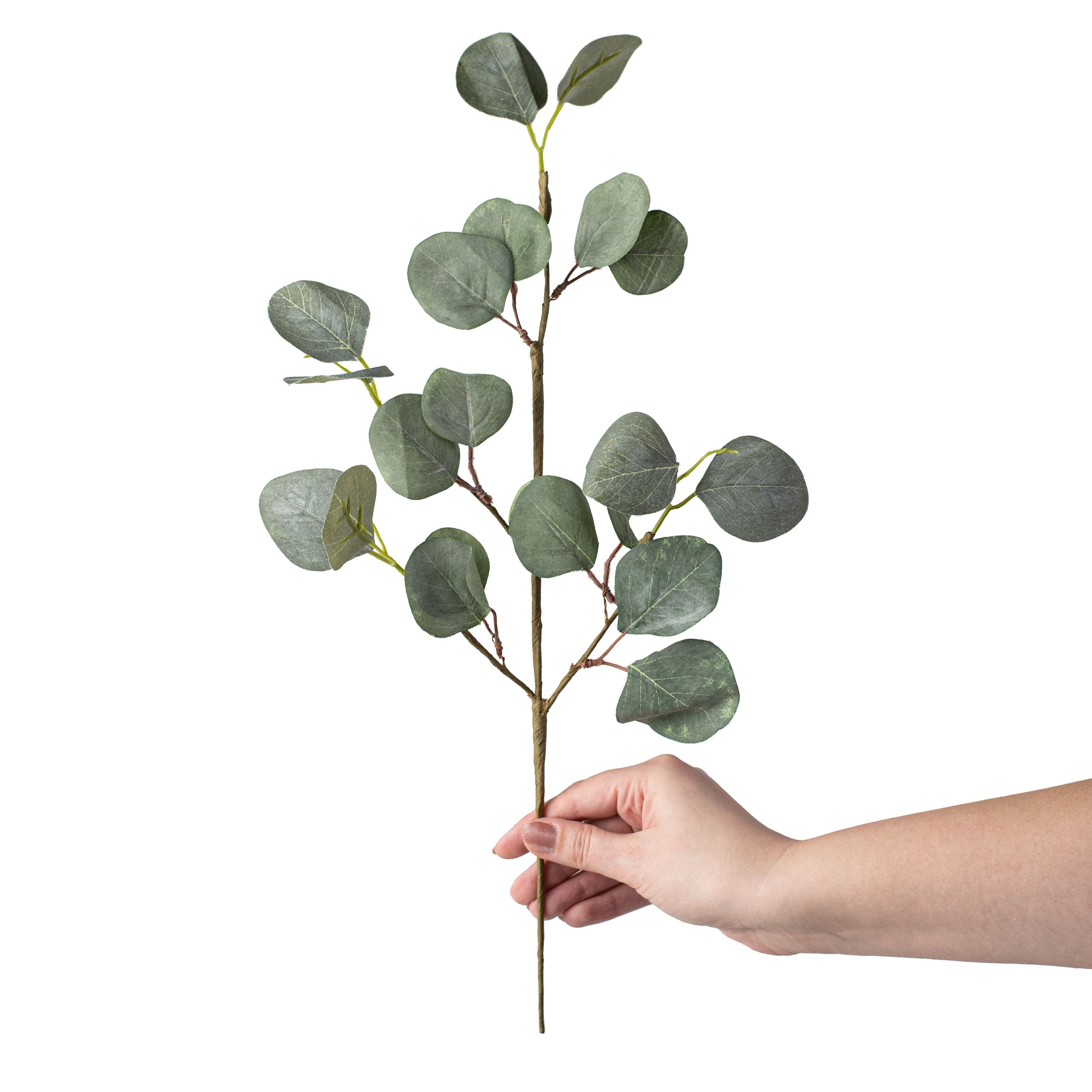 19" Silver Dollar Eucalyptus Pick