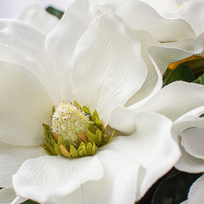 21" Magnolia Bush