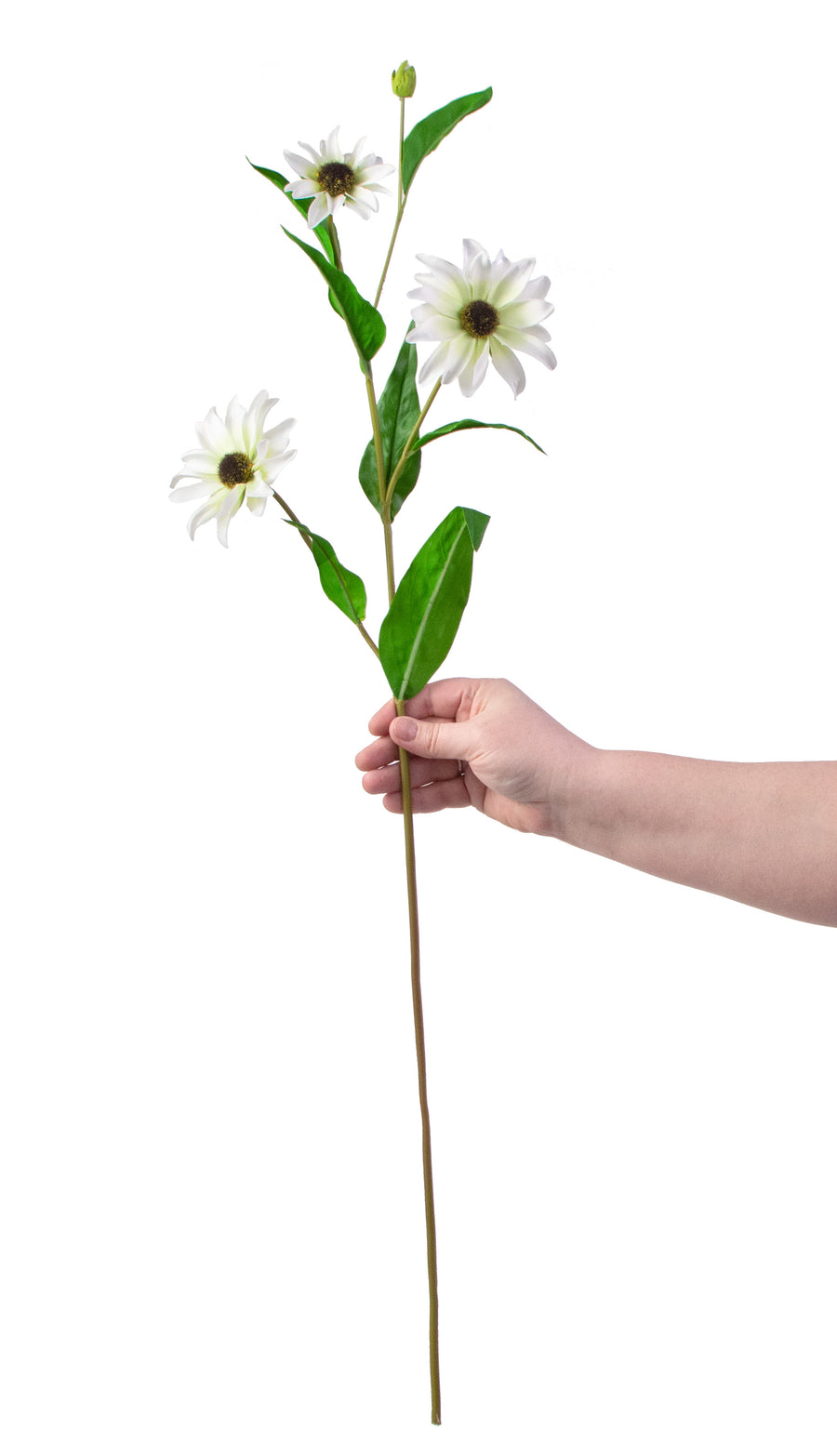 31" Black Eyed Susan: White