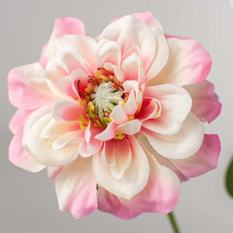 24" Zinnia Queen Spray: Pink