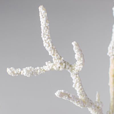 24" Fire Coral Spray: Cream