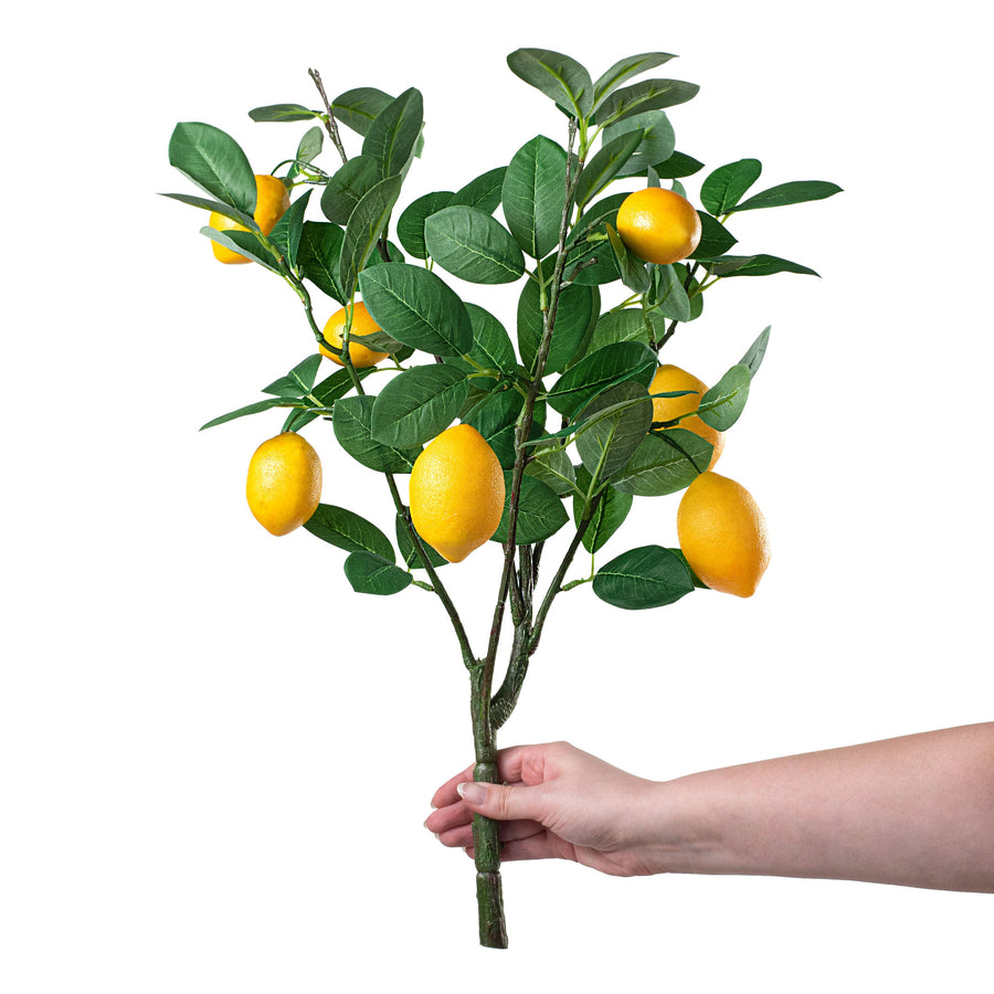 24" Lemon Bush