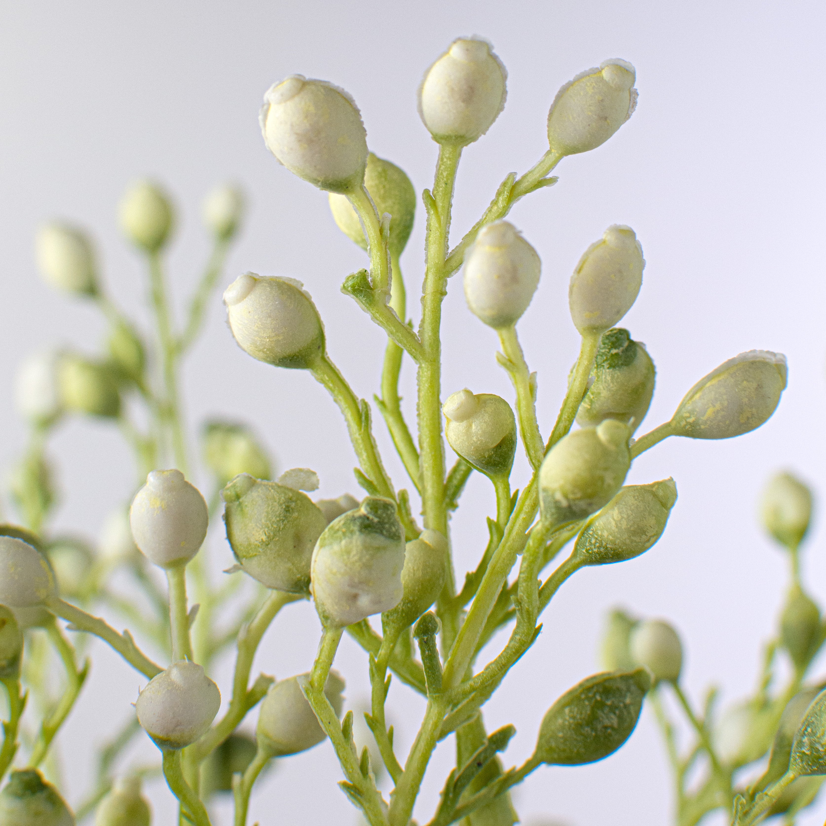 14" Seed Pod Bundle: Cream