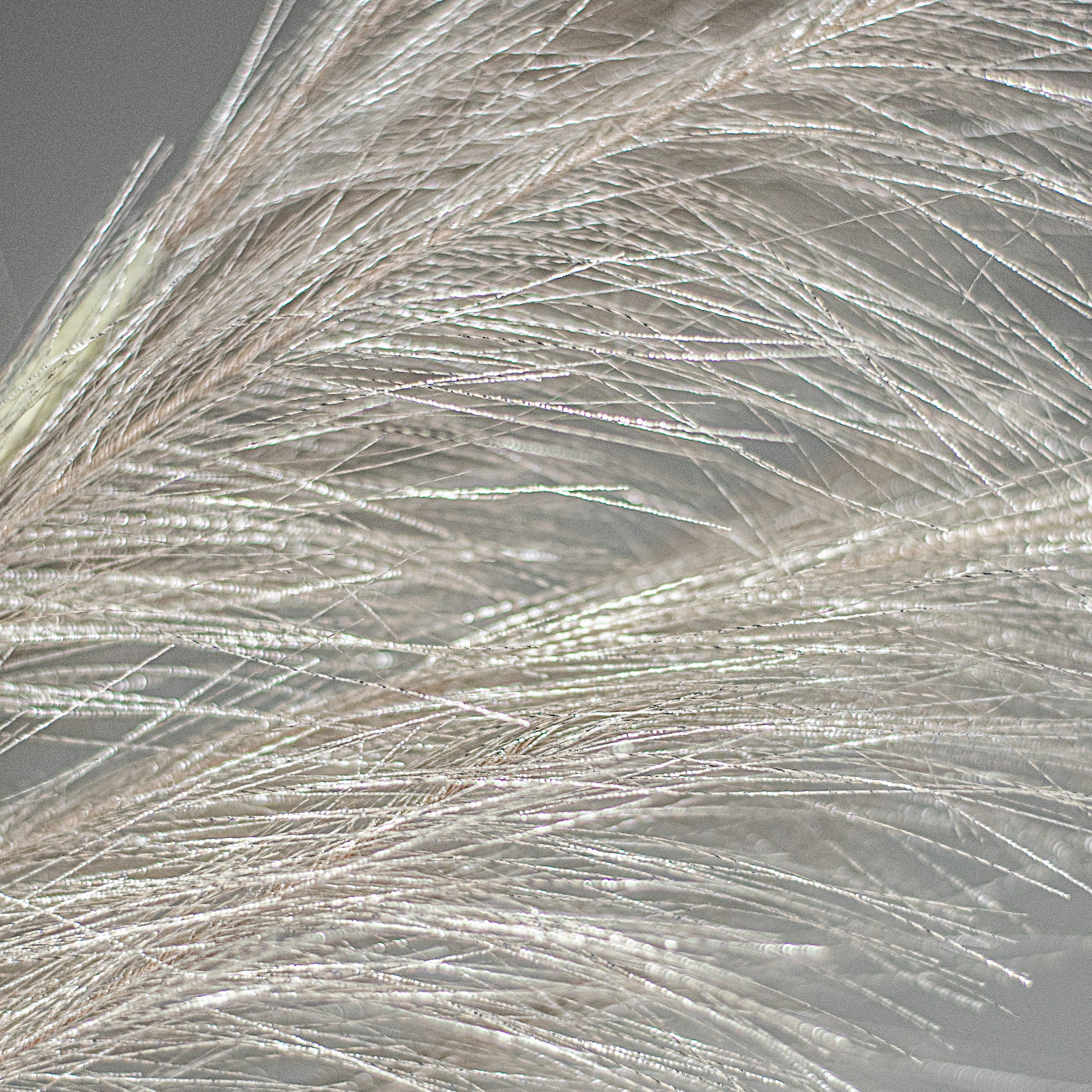 38" Metallic Pampas Grass Spray: Champagne