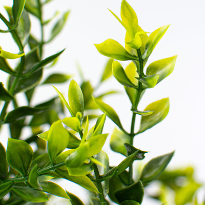 21" Tea Leaf Bush