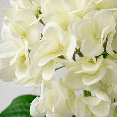 19" Deluxe Mophead Hydrangea Spray: Ivory, Cream