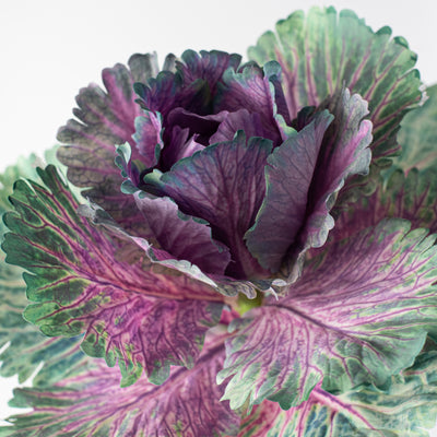 10" Kale Cabbage Plant Pick: Purple