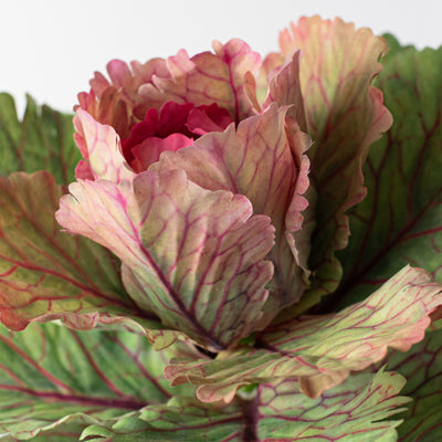 10" Kale Cabbage Plant Pick: Pink