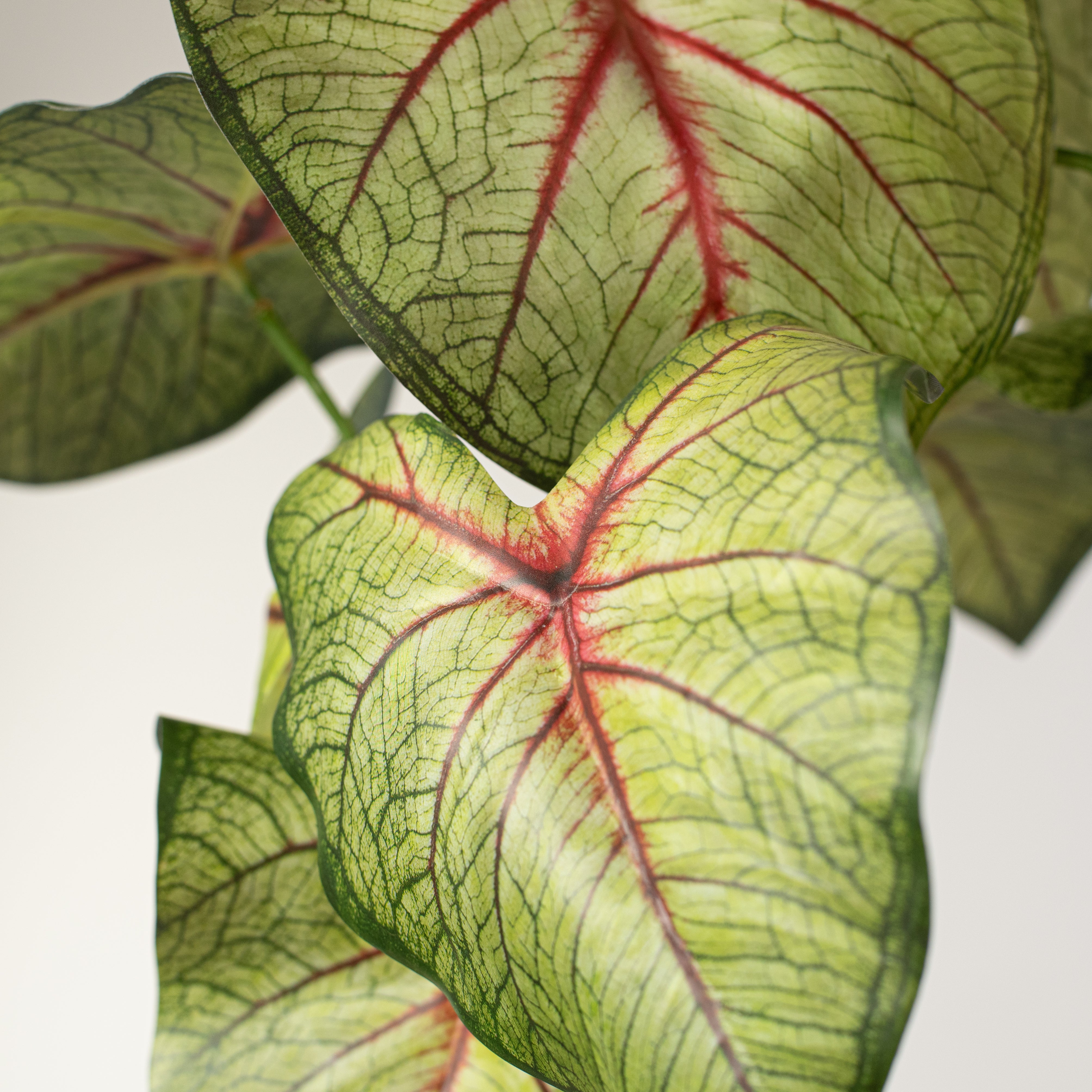 17" Artificial Caladium Plant: Green & Burgundy