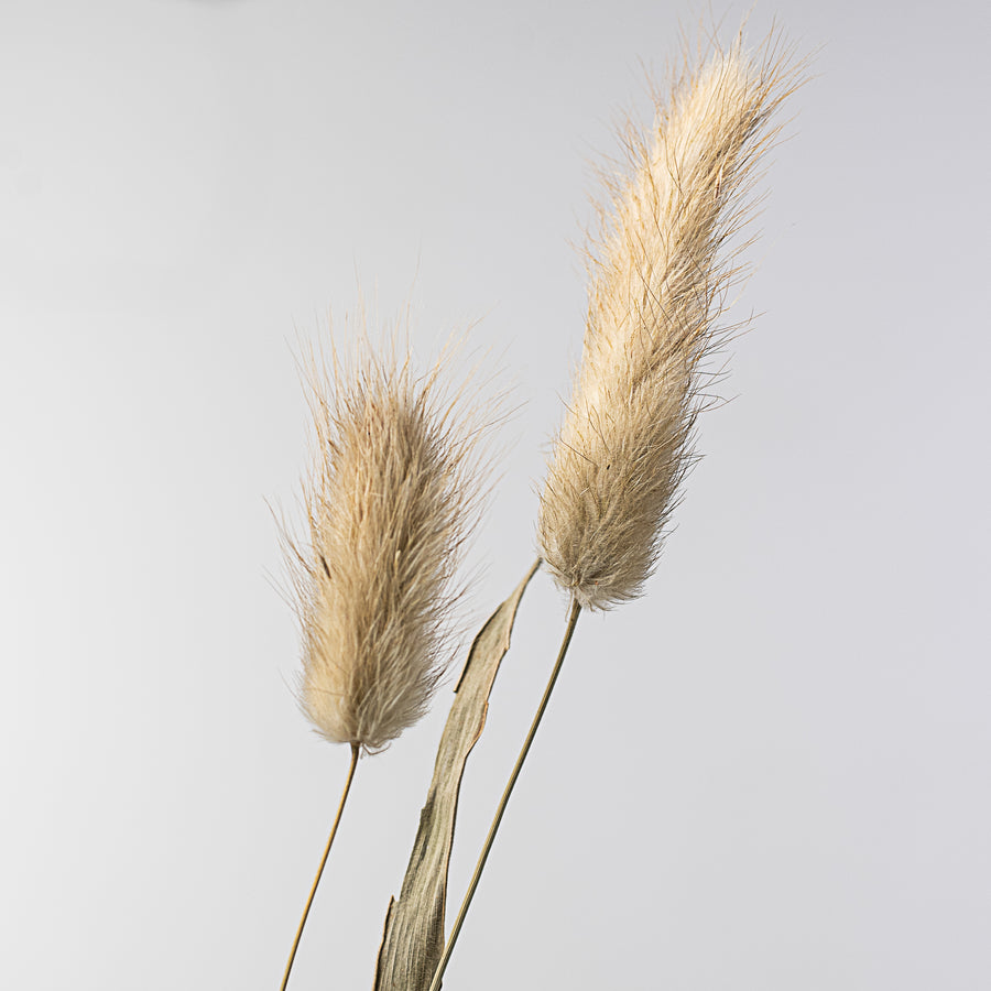 23" Dried Bunny Tail Bundle: Natural