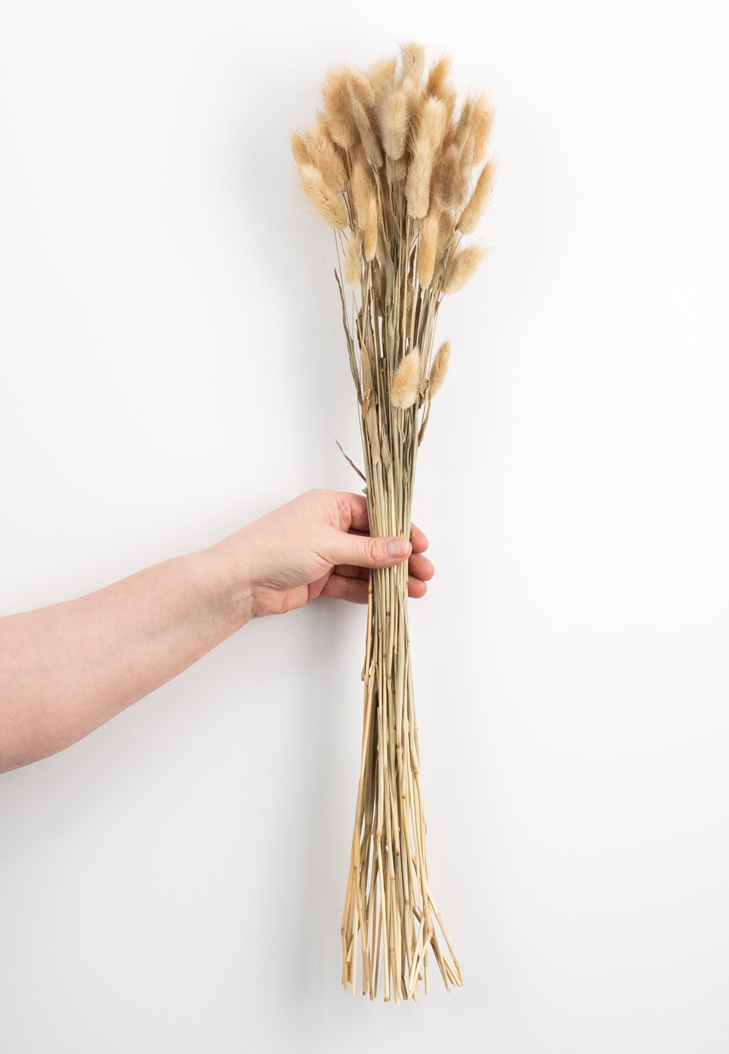 23" Dried Bunny Tail Bundle: Natural