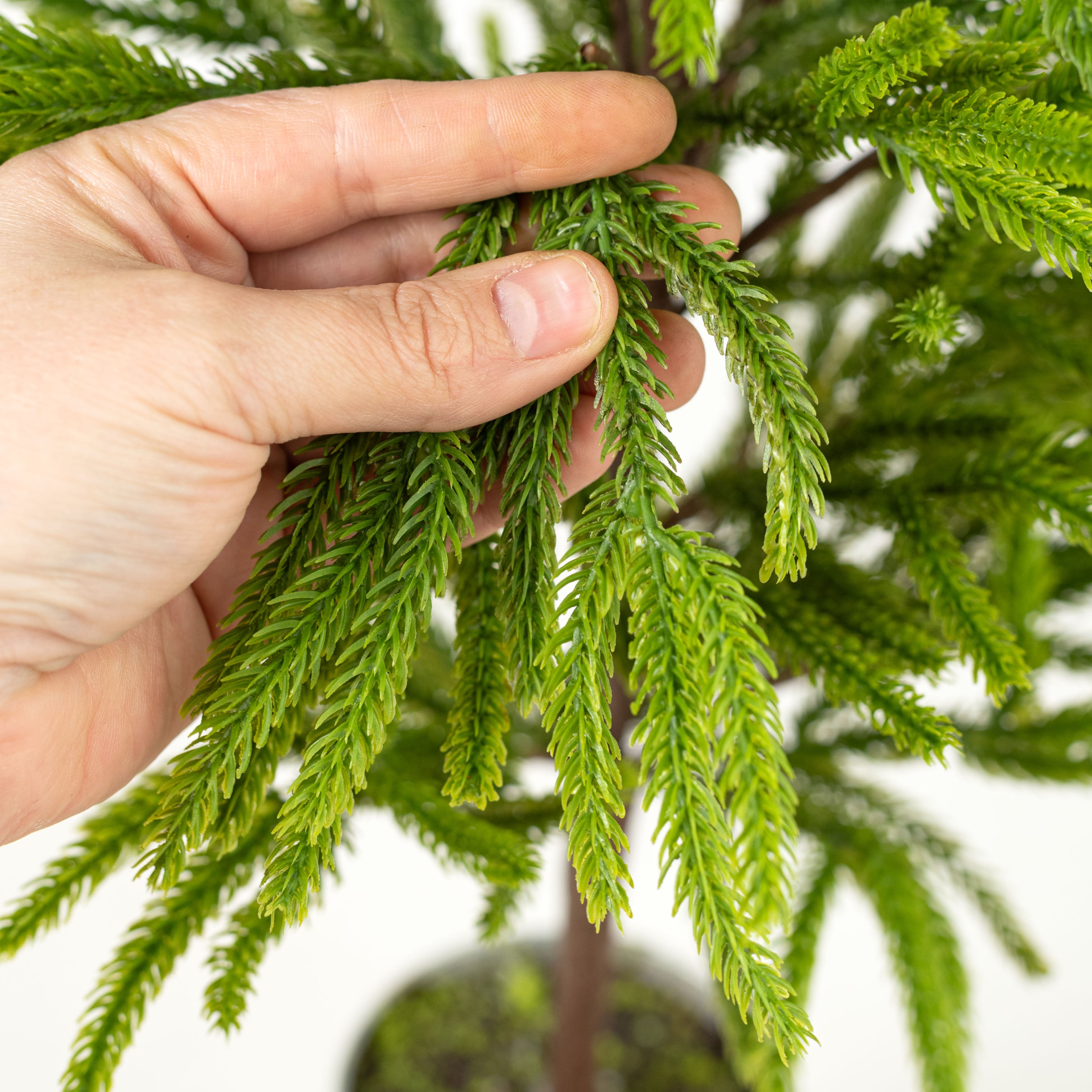 32" Norfolk Pine Potted Tree