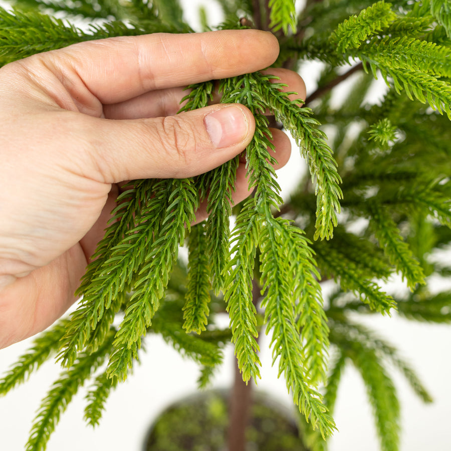 32" Norfolk Pine Potted Tree
