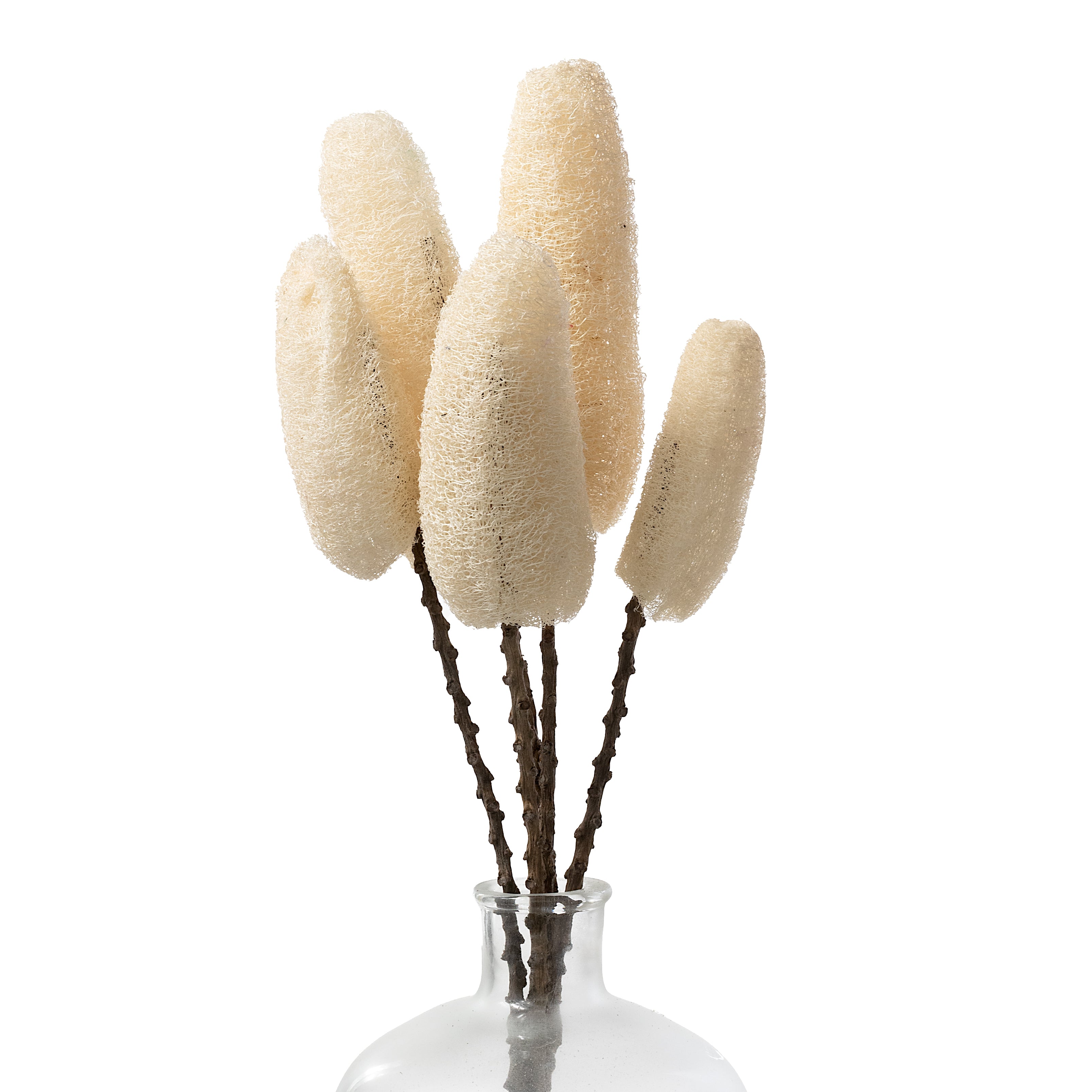 20-22" Dried Loofa Bundle: Bleached
